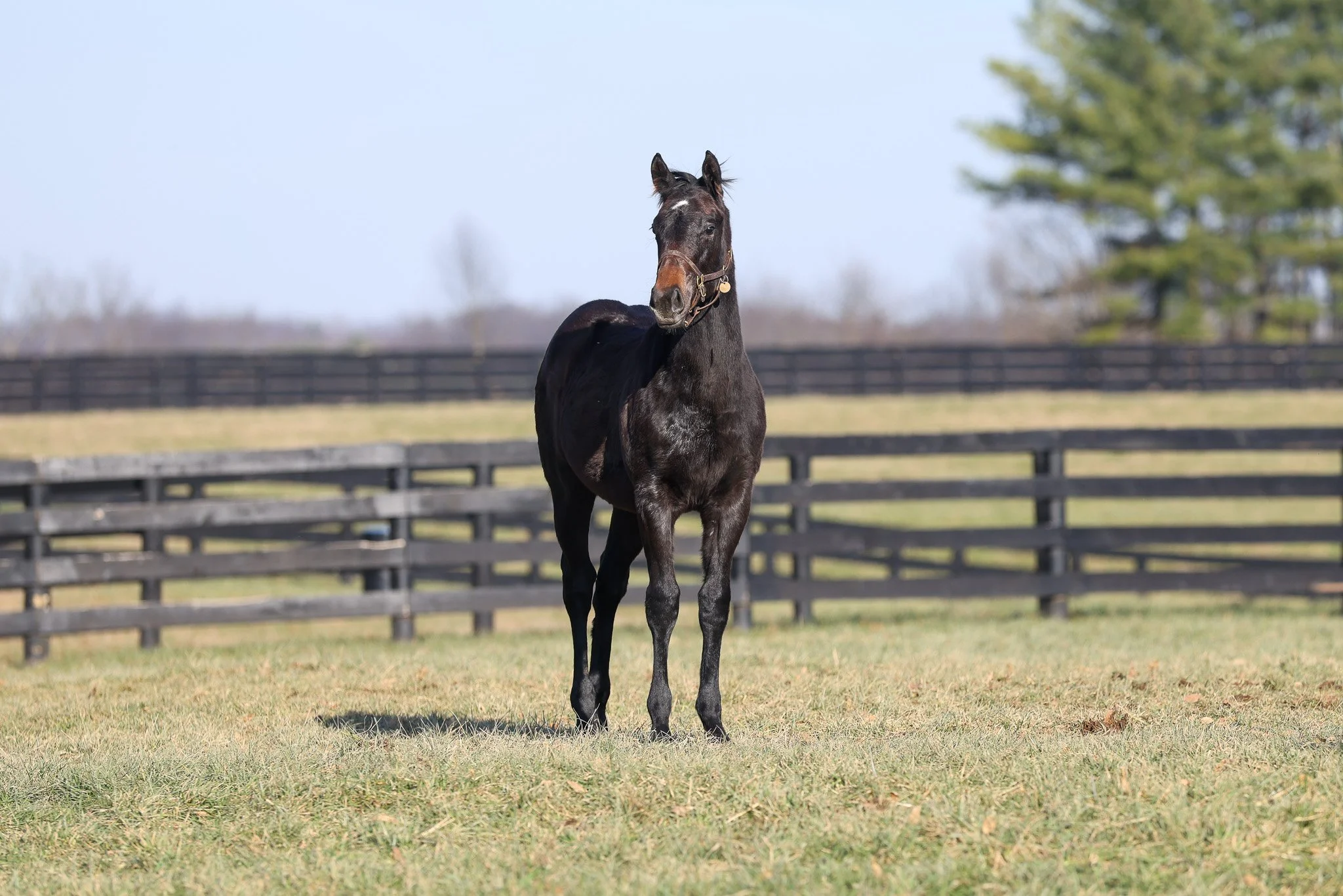 25 Caravel PP 11.2025. 2.jpg