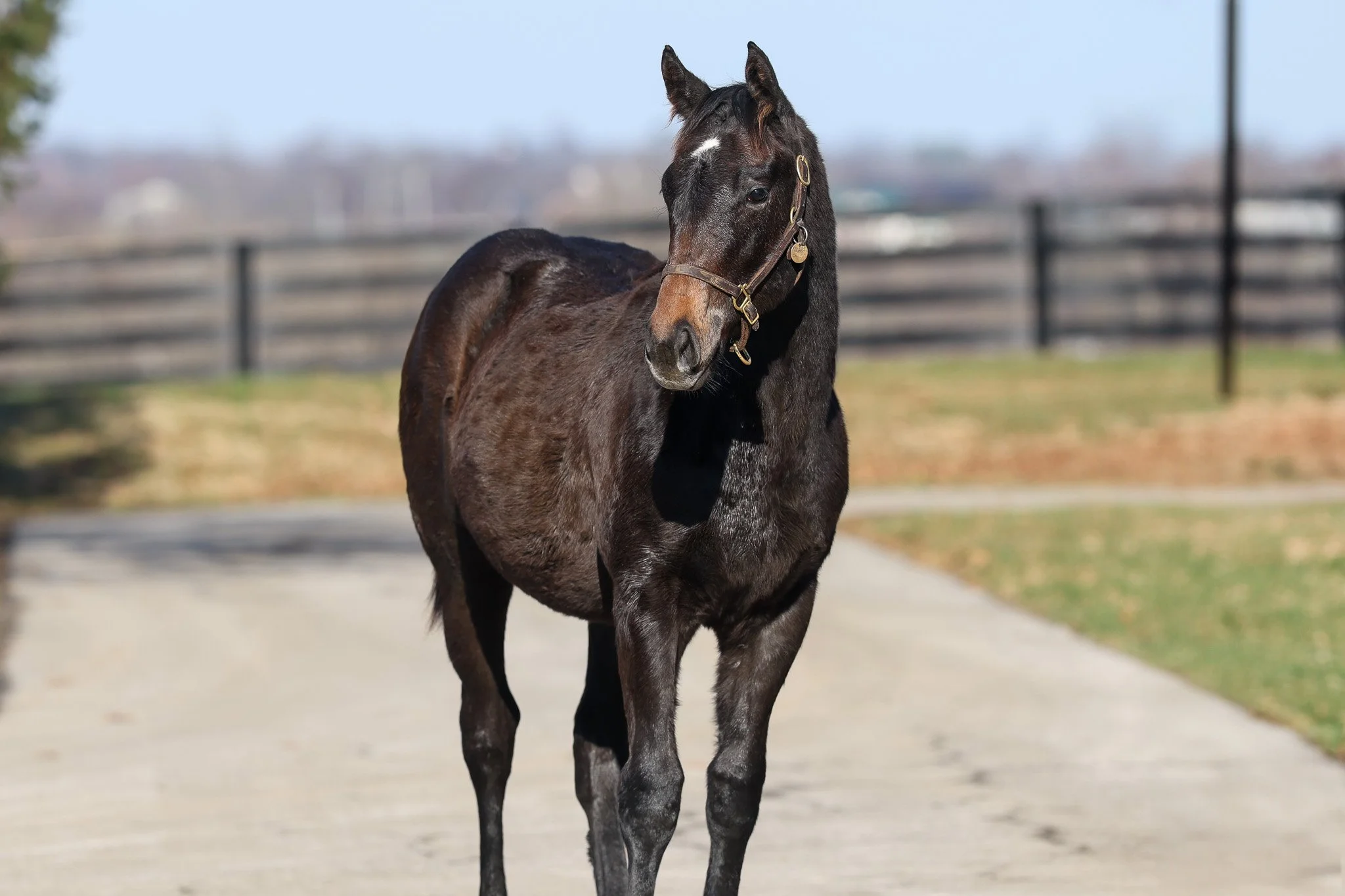 Frankel (GB) / Caravel