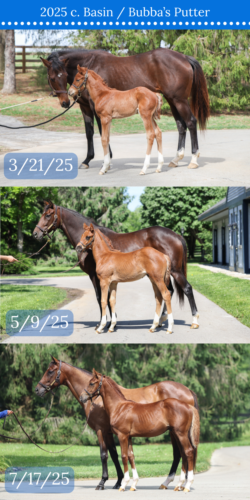 3 COMPARISION CONFO.png