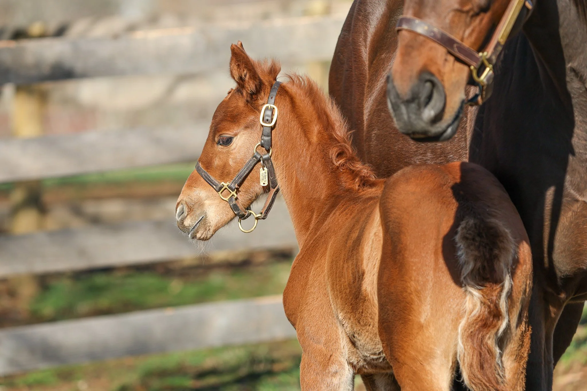 25 Bubba's Putter PP 3.21.25  .2.jpg