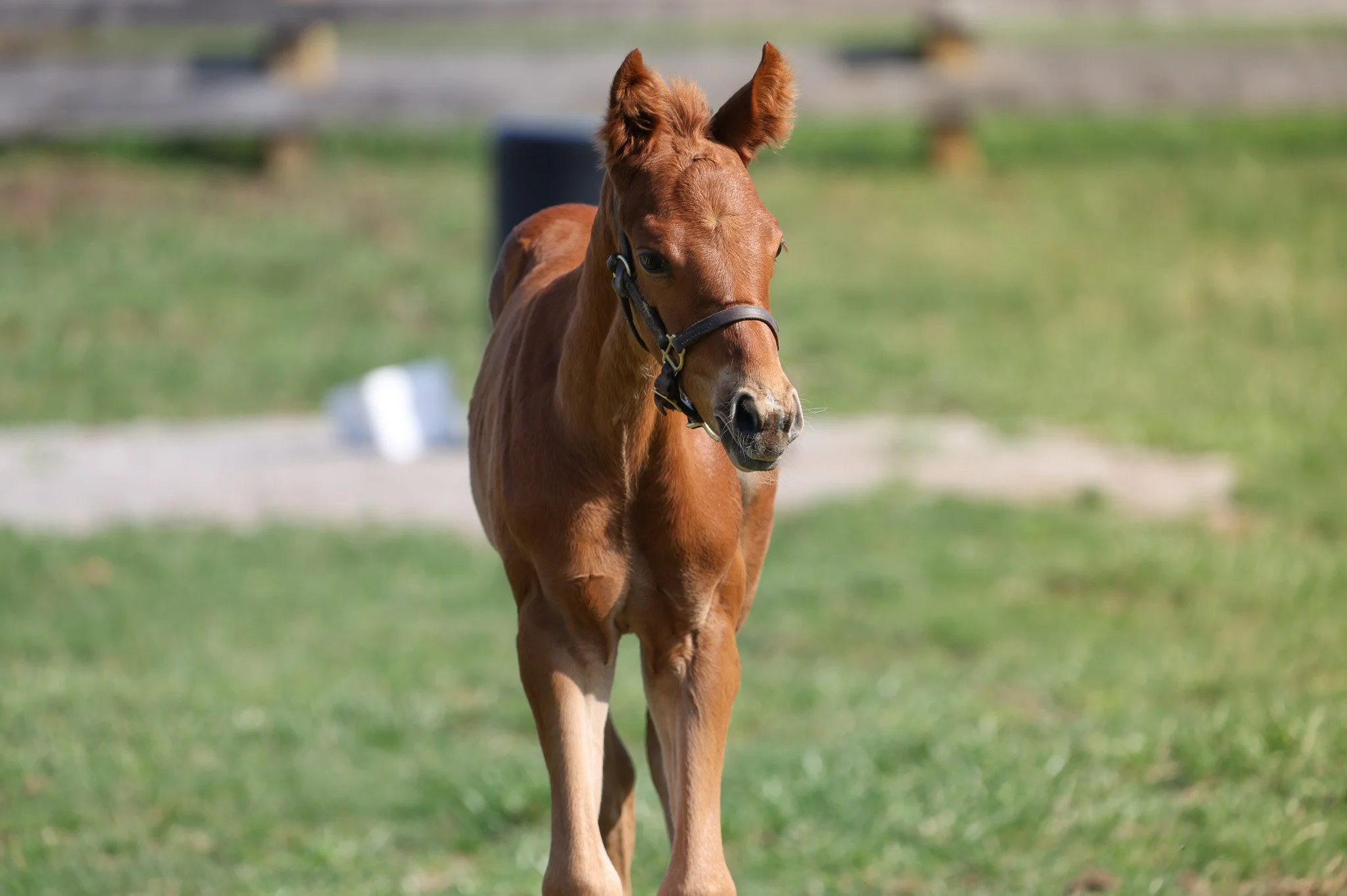 25 Bubba's Putter PP 4.2.25.jpg