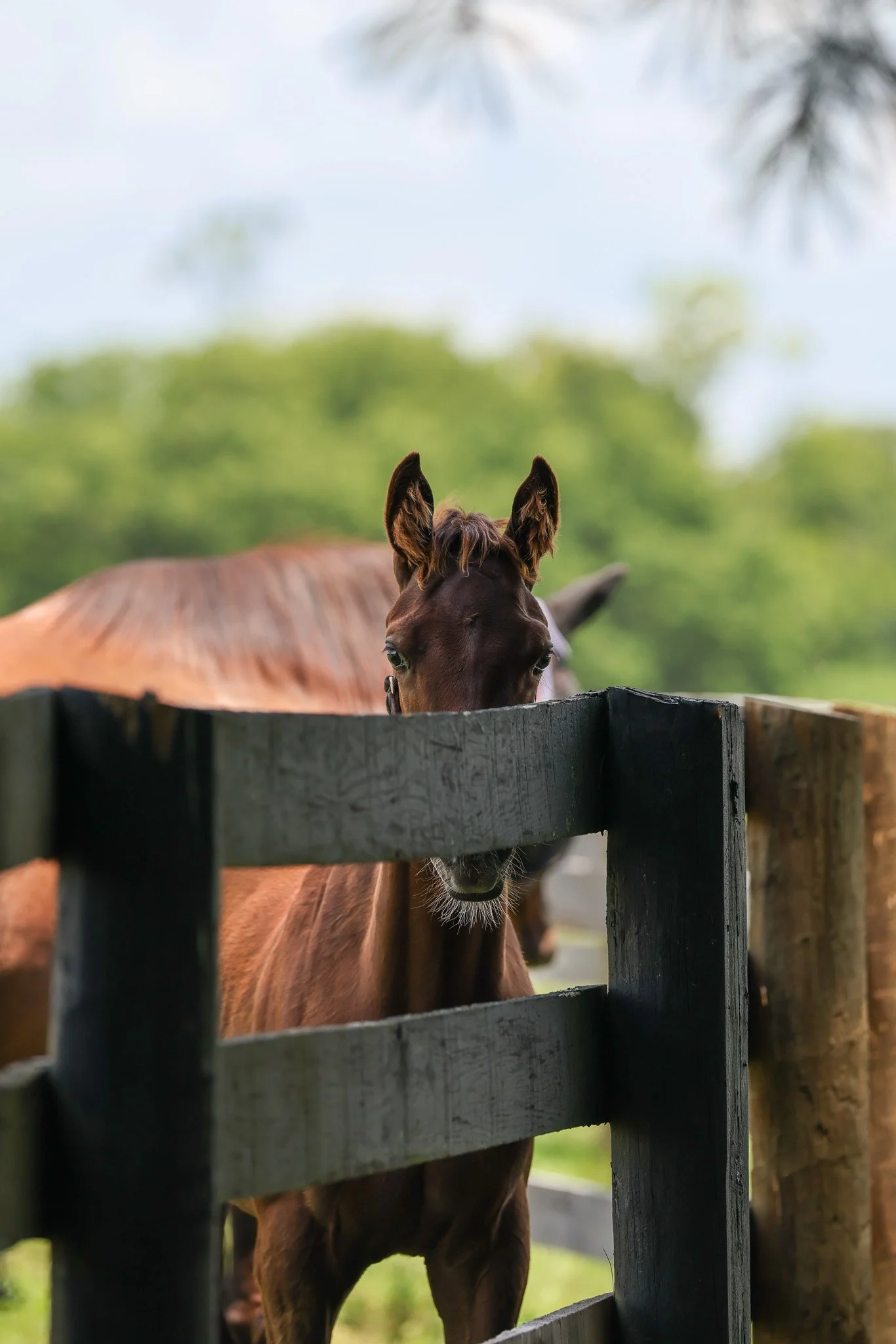 25 Bubba's Putter PP 7.3.25  2.jpg