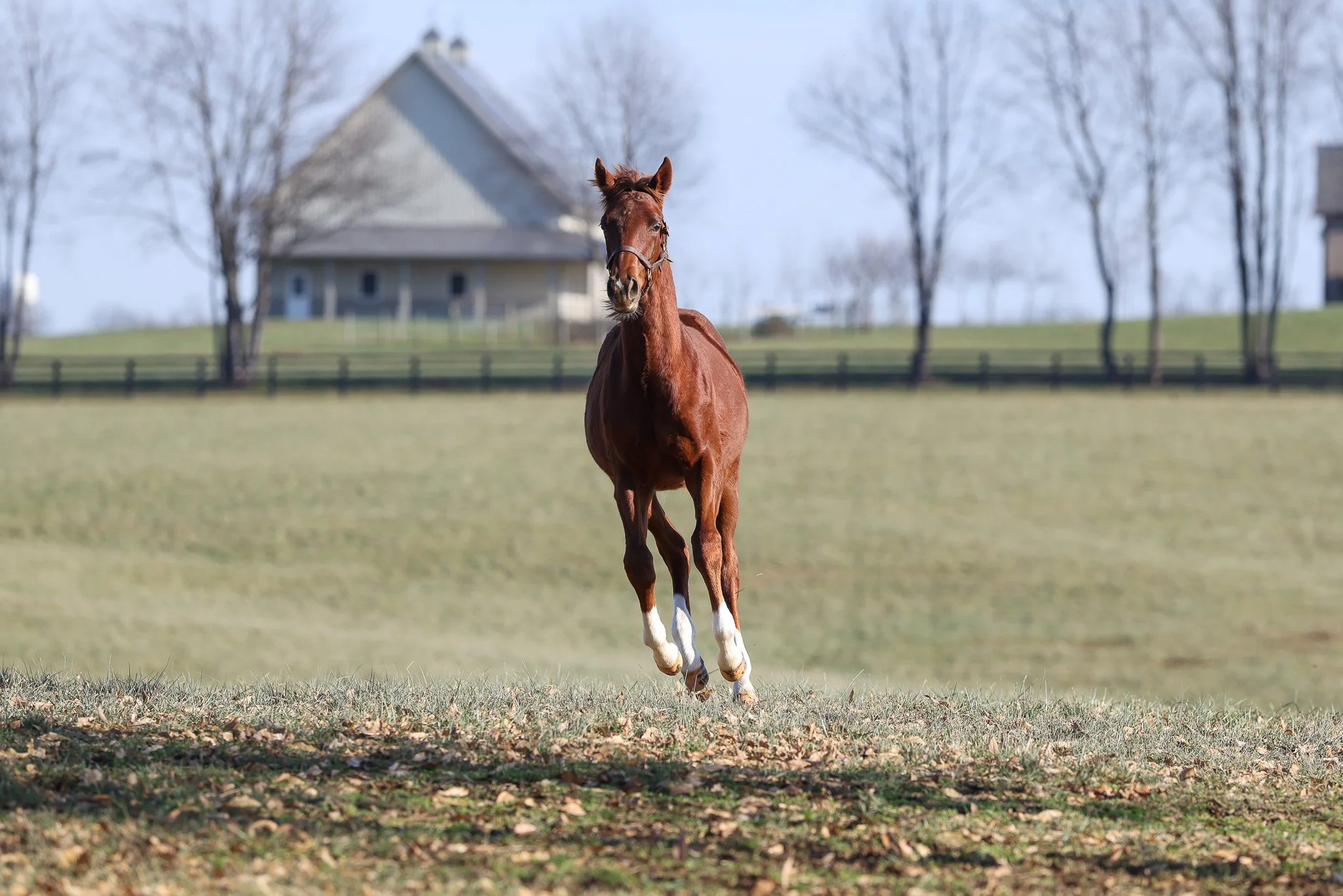 25 Bubba's Putter PP 11.2025. 2.jpg