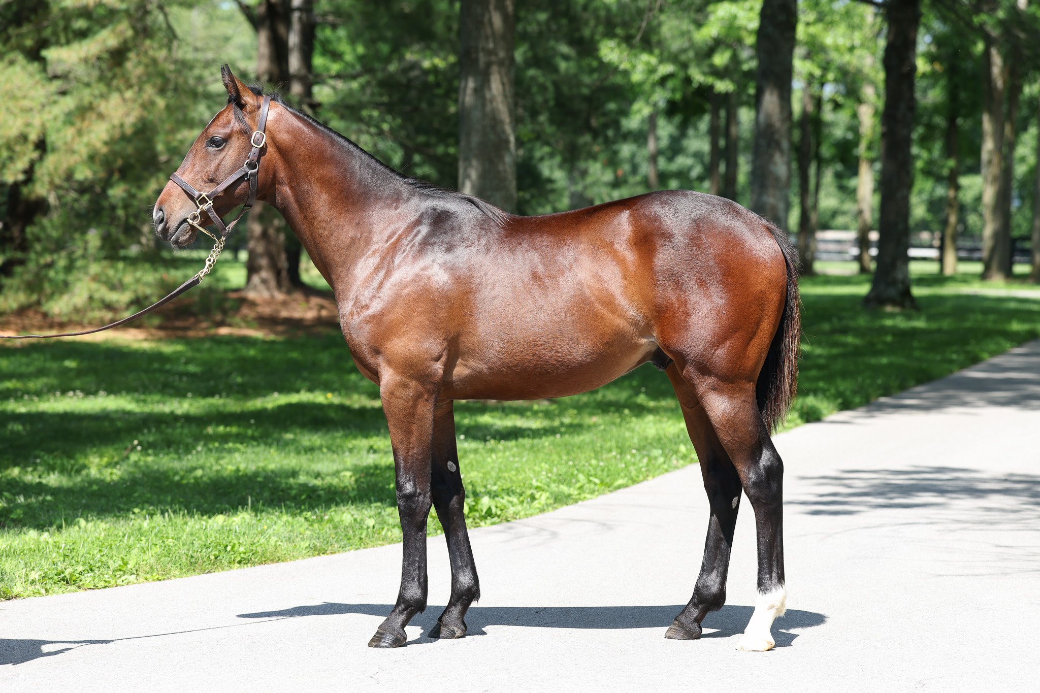 Frankel (GB) / Pink Dogwood (IRE)