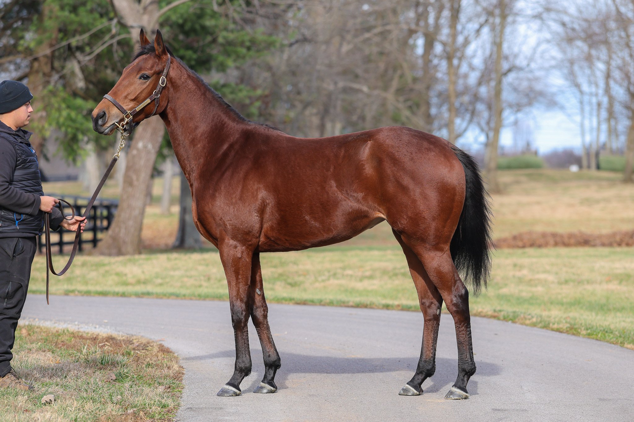 Blue Madame 1.13.26.jpg