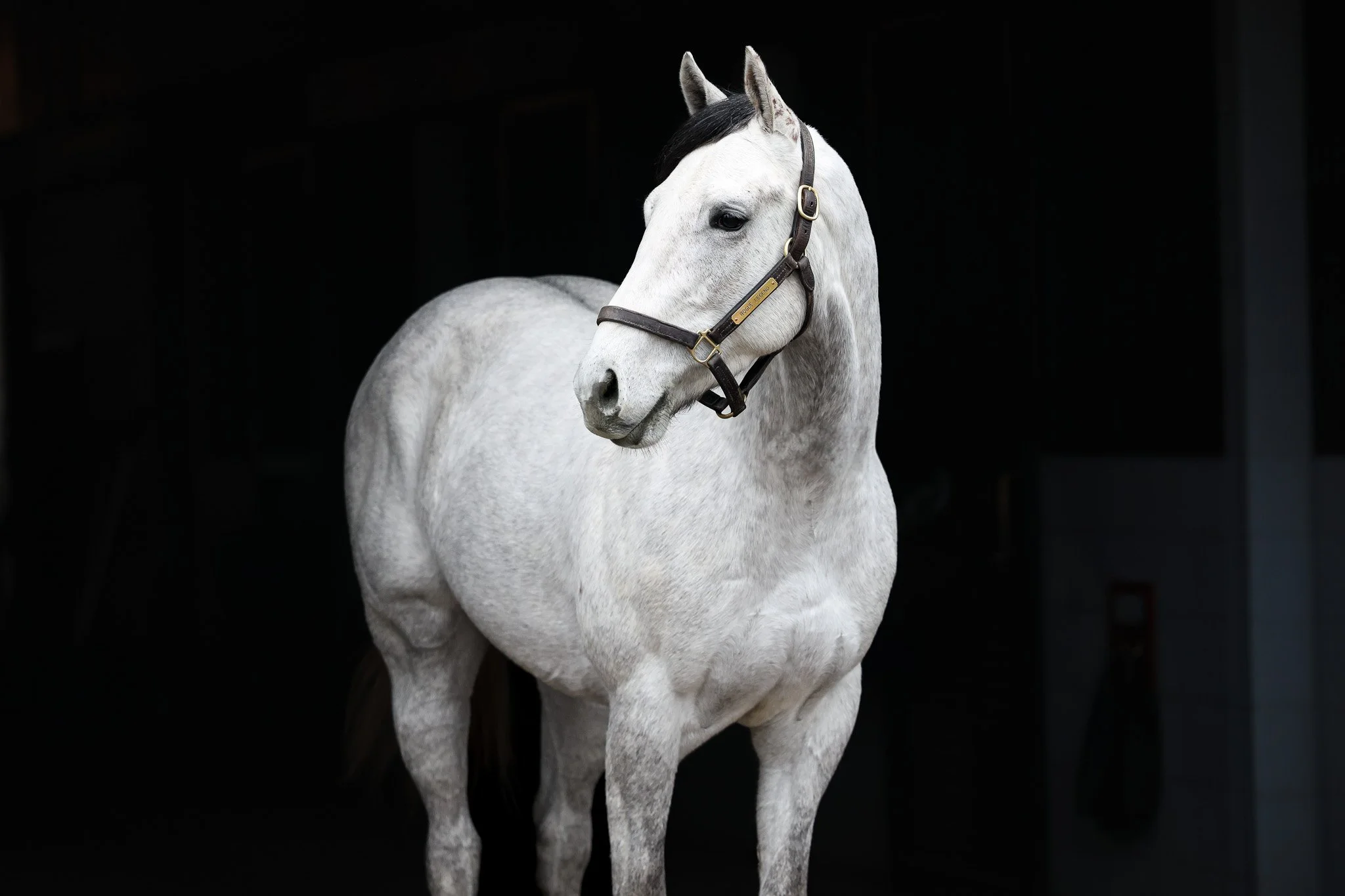 Rogue Legend HS 1.8.26. 2.jpg