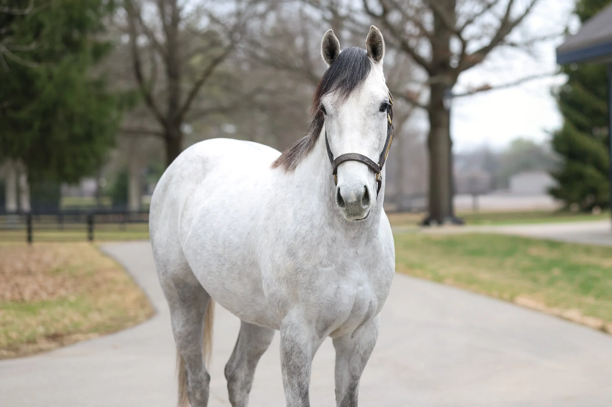 Rogue Legend HS 1.8.26.jpg