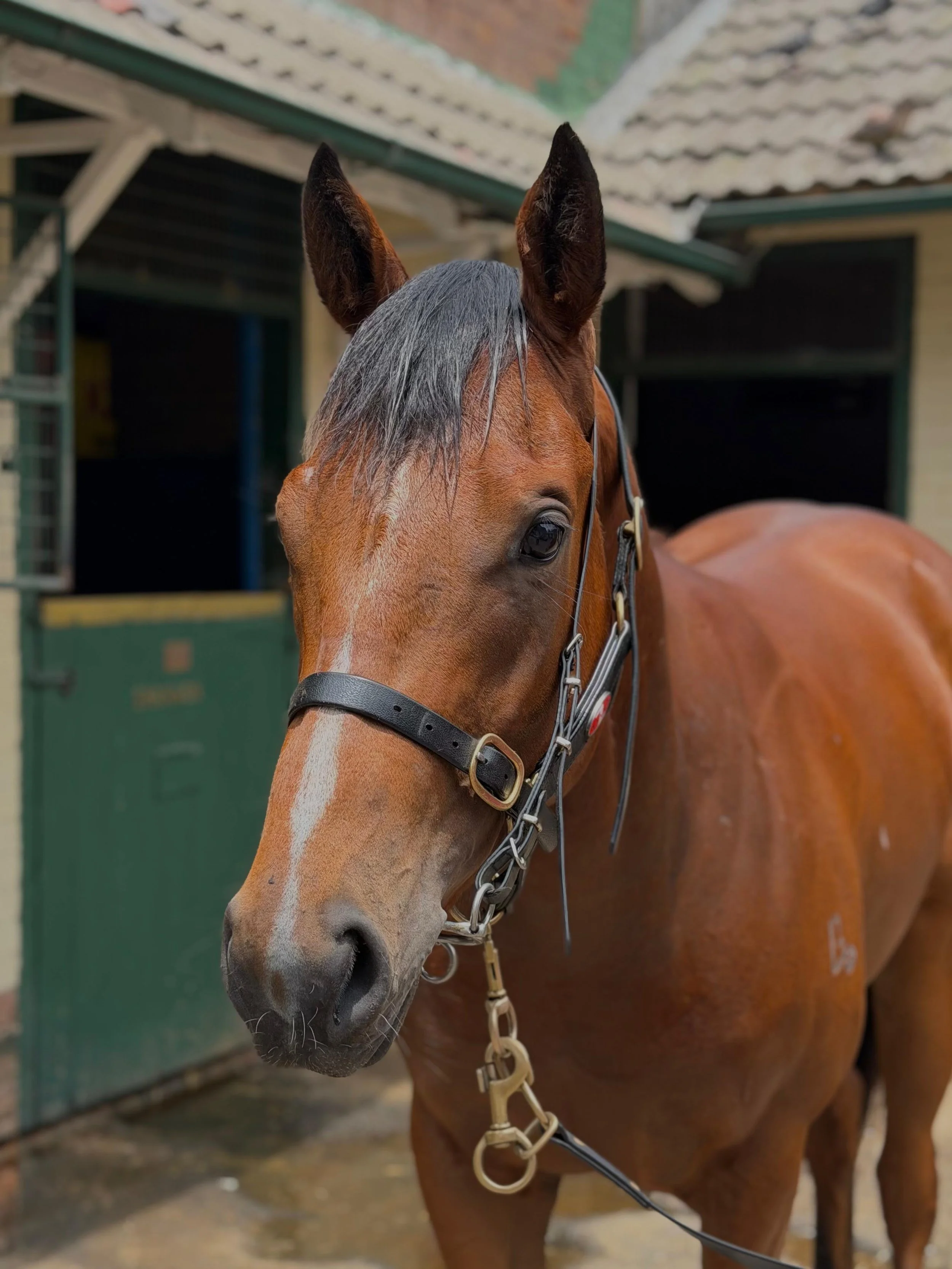 Moscatel HS Nov2025.jpeg