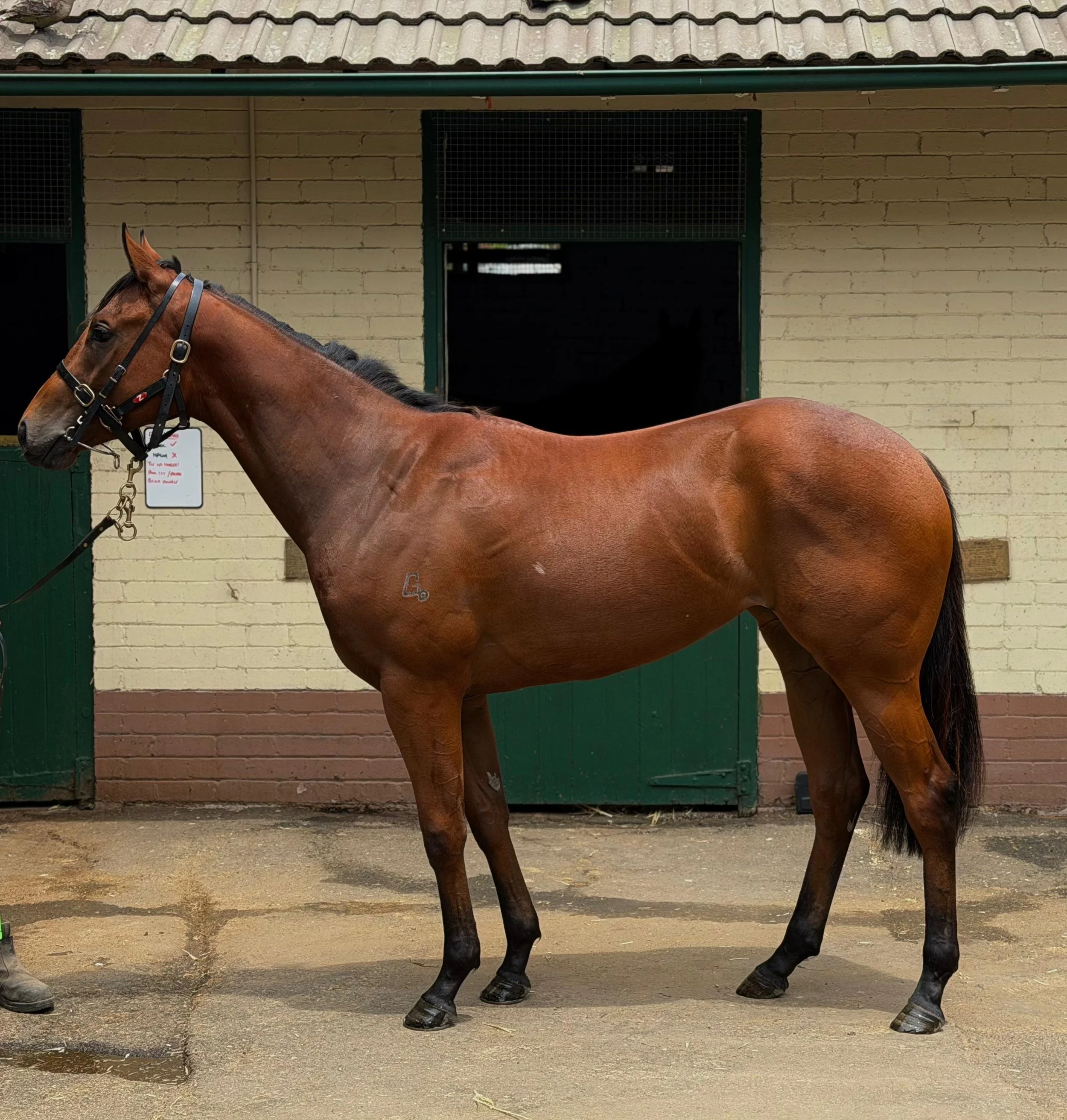 WhatsApp Image 2025-11-20 at 07.22.21.jpeg