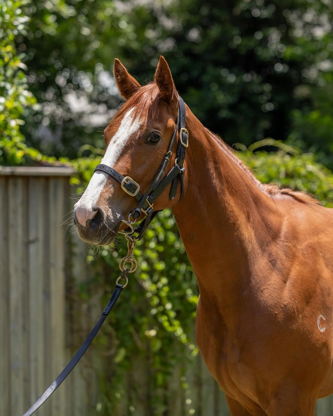 25 Champagne Cuddles HS Nov2025.jpeg