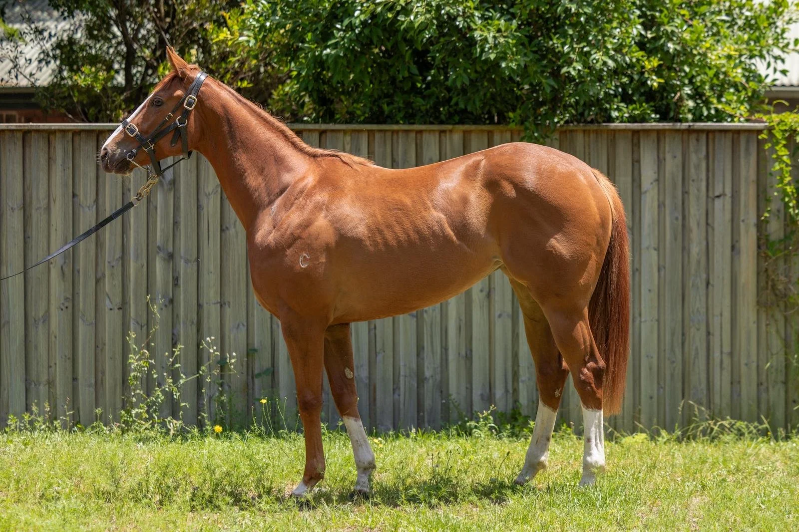 25 Champagne Cuddles Nov2025.jpeg