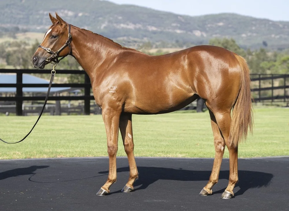 Diplomatic Lady (AUS)