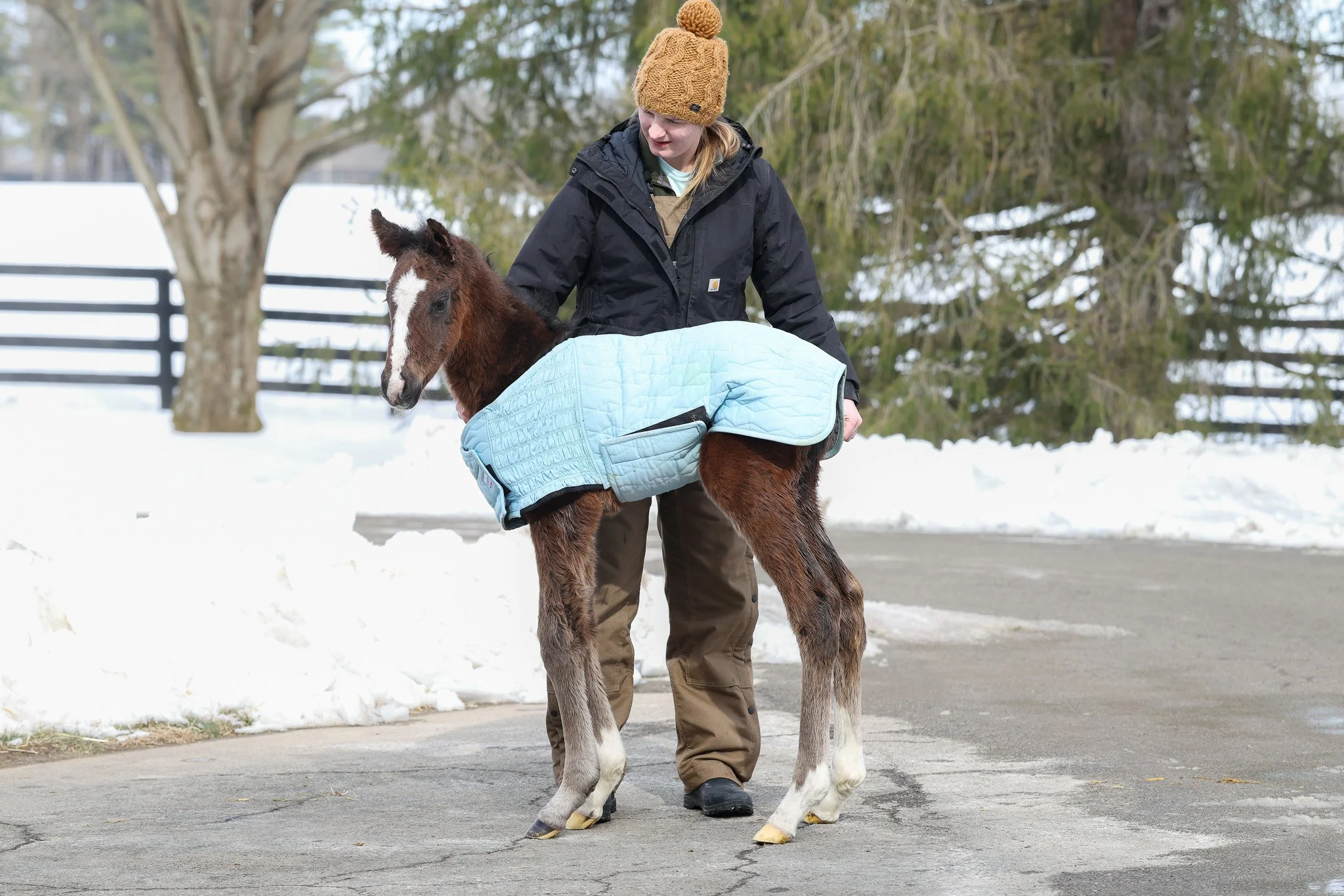 McKinzie / Princess Calla (SAF)