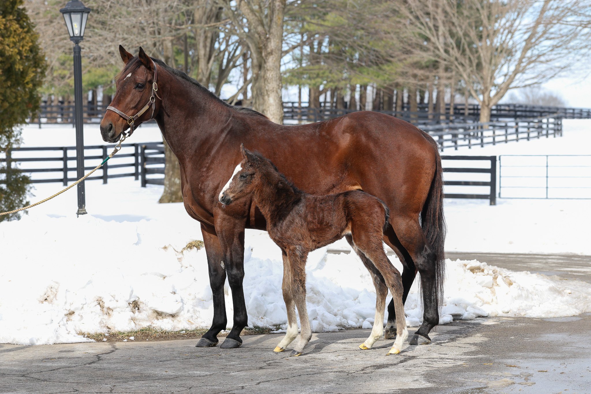 26 Princess Calla & dam 1.30.26.jpg