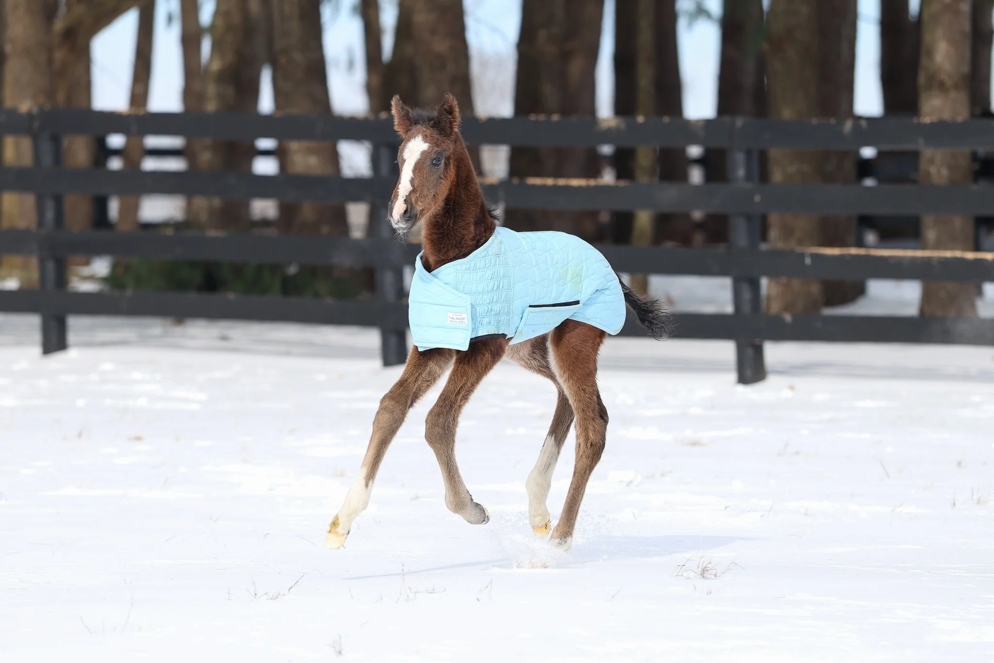 26 Princess Calla PP 1.30.26  10.jpg