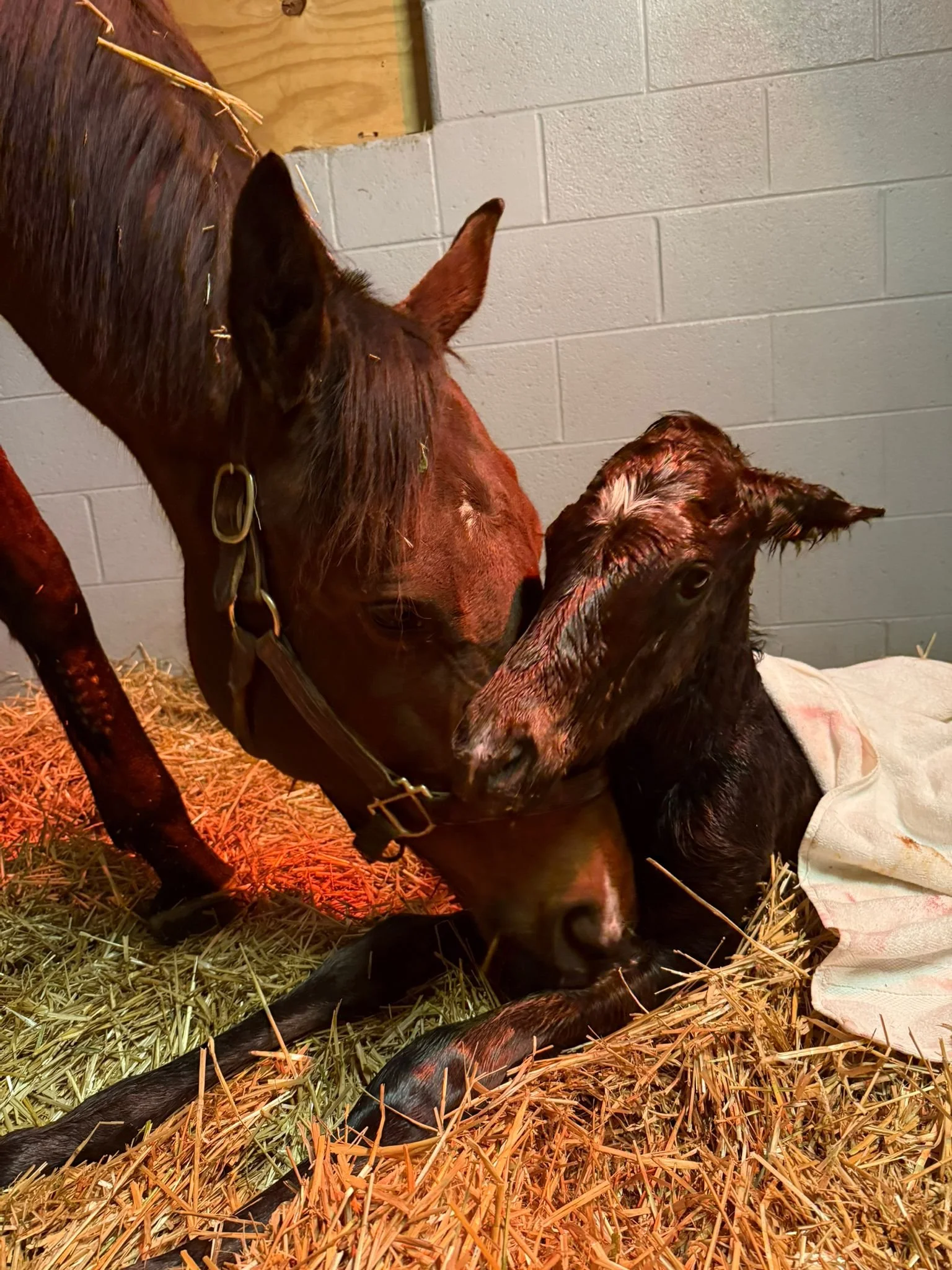 WhatsApp Image 2026-02-08 at 13.25.17.jpeg