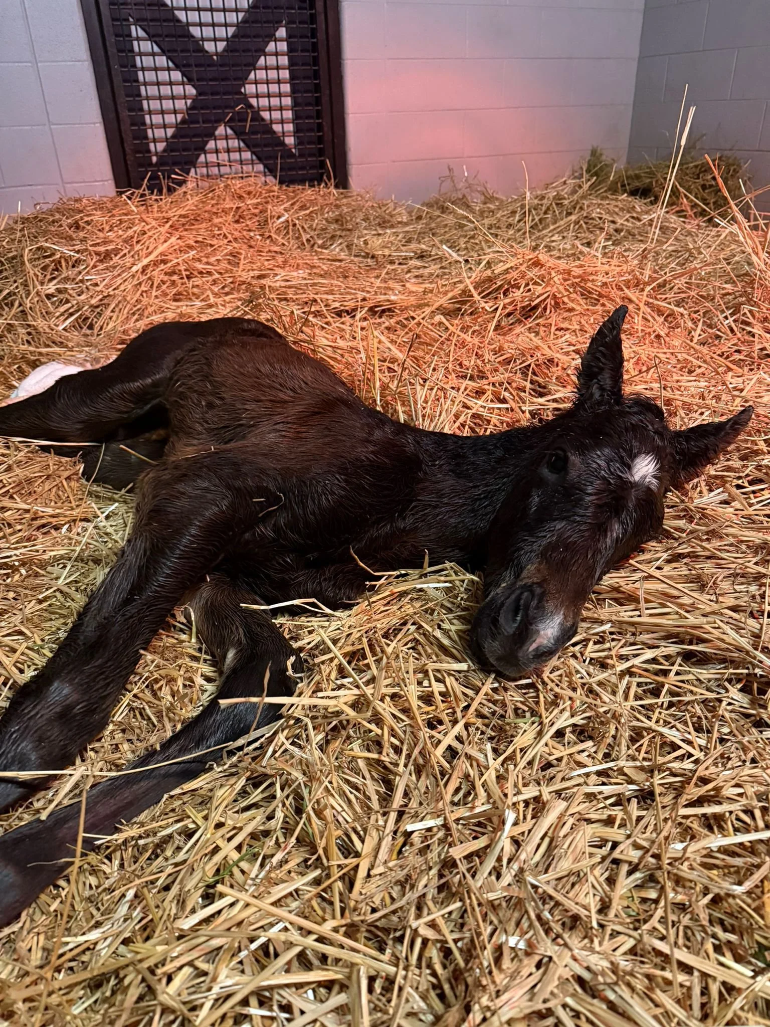 WhatsApp Image 2026-02-08 at 13.25.17.jpeg