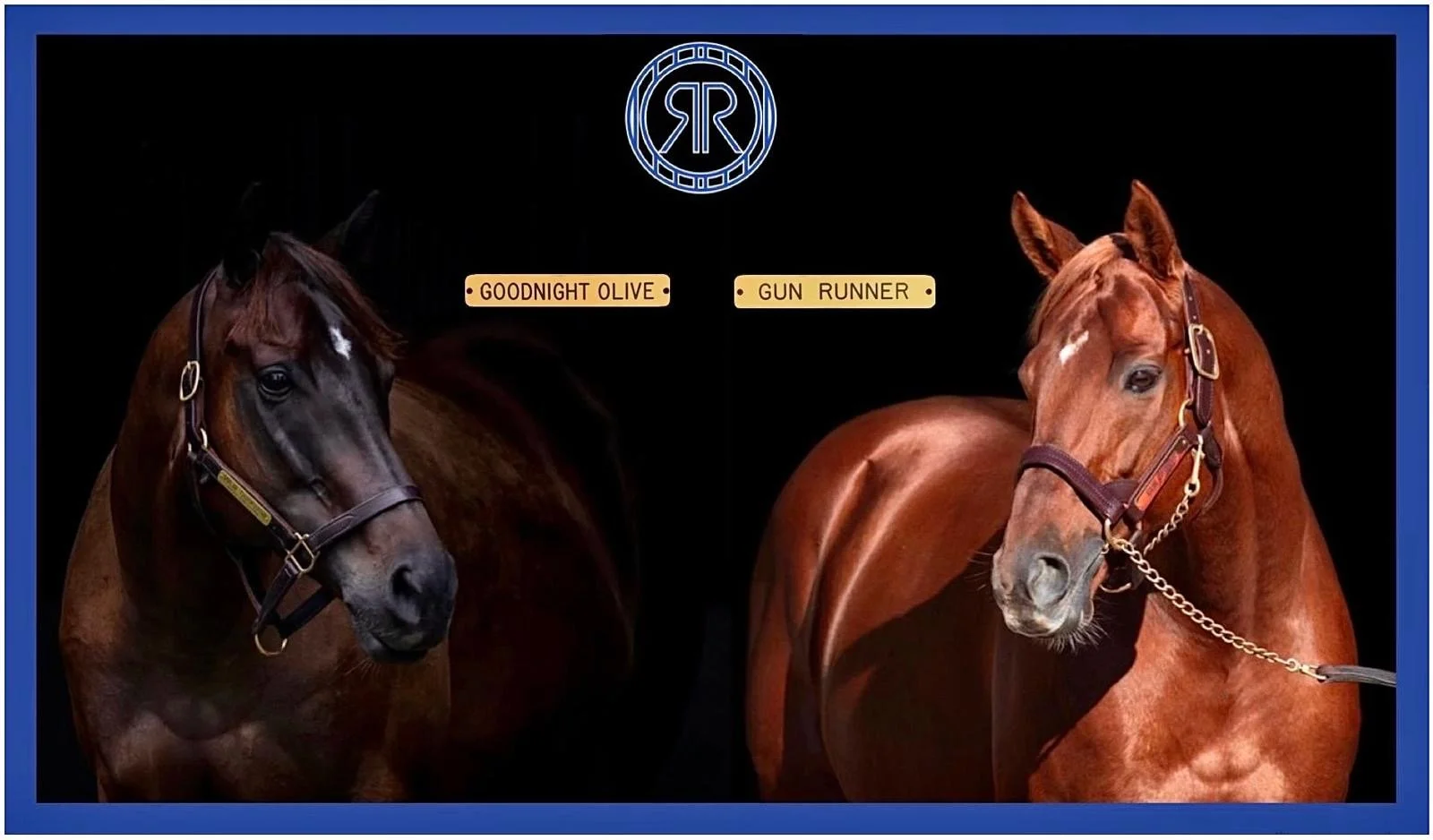 Goodnight Olive set for Gun Runner as John Stewart reveals mating plans