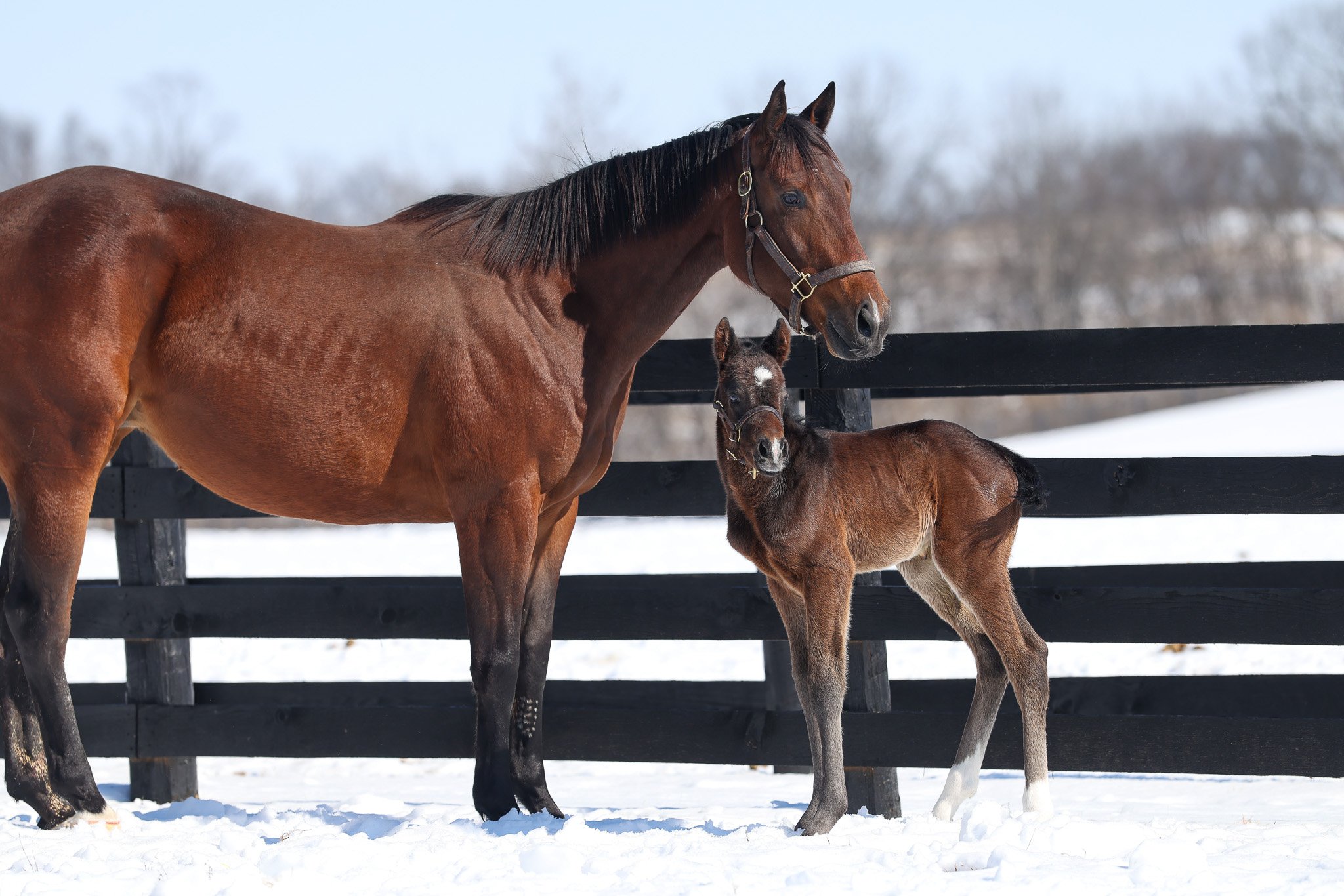 Maxfield / Forbidden Nectar