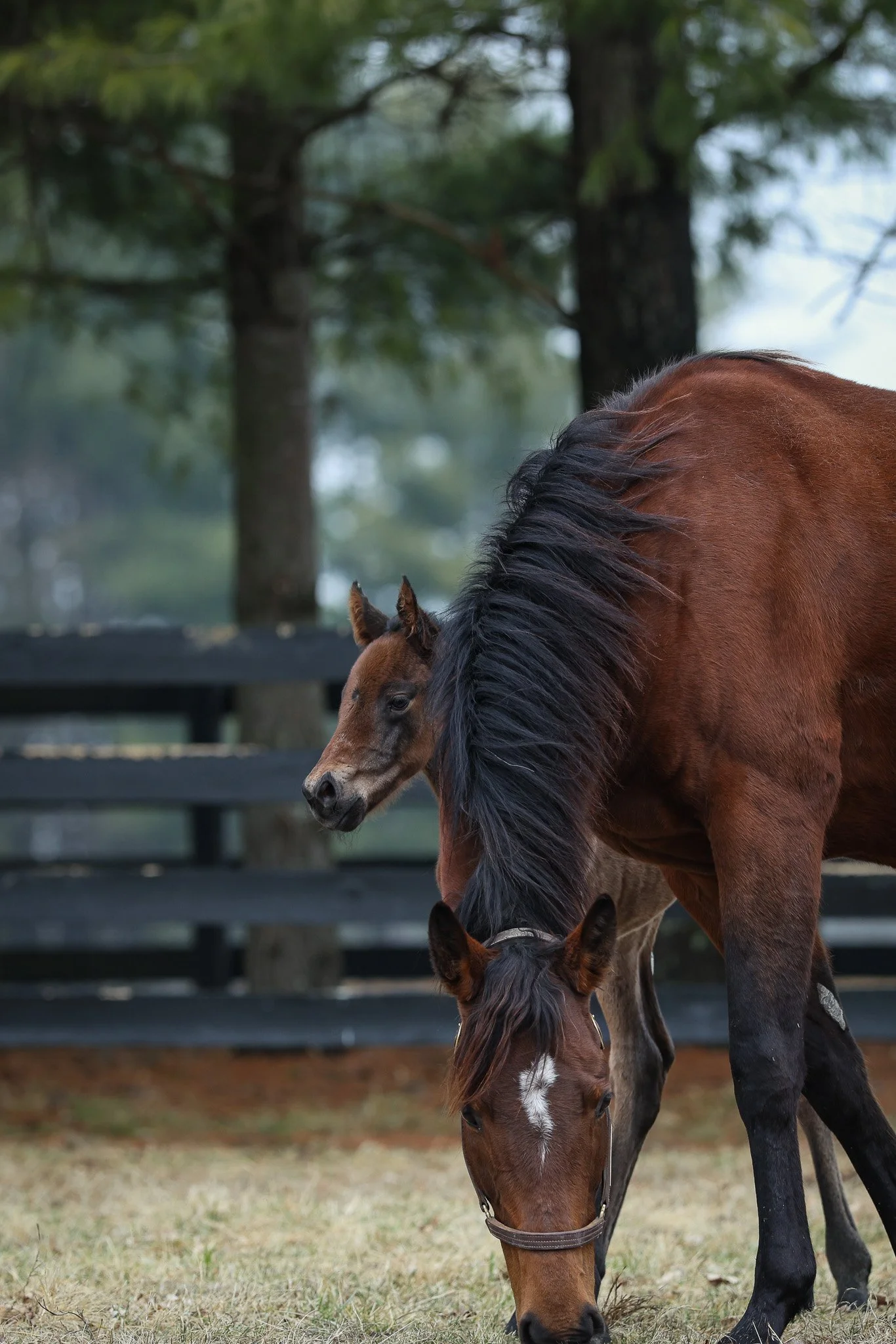 26 Russiarussiarussia PP 2.16.26  .5.jpg