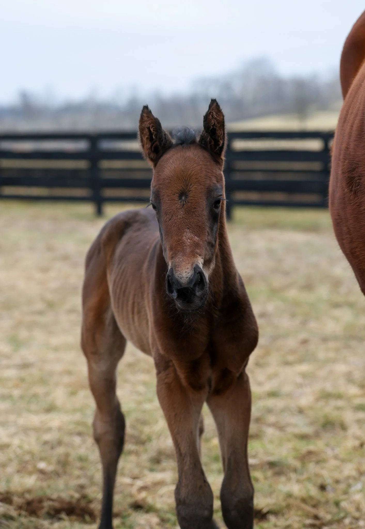 26 Russiarussiarussia PP 2.16.26  .jpg