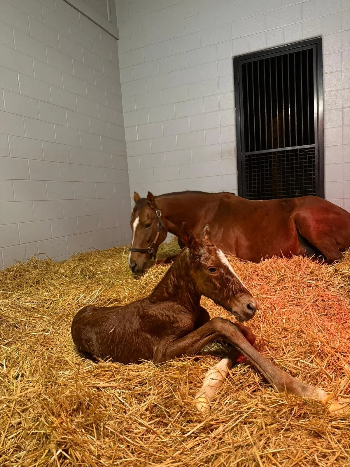 WhatsApp Image 2026-02-19 at 11.21.05 (2).jpeg