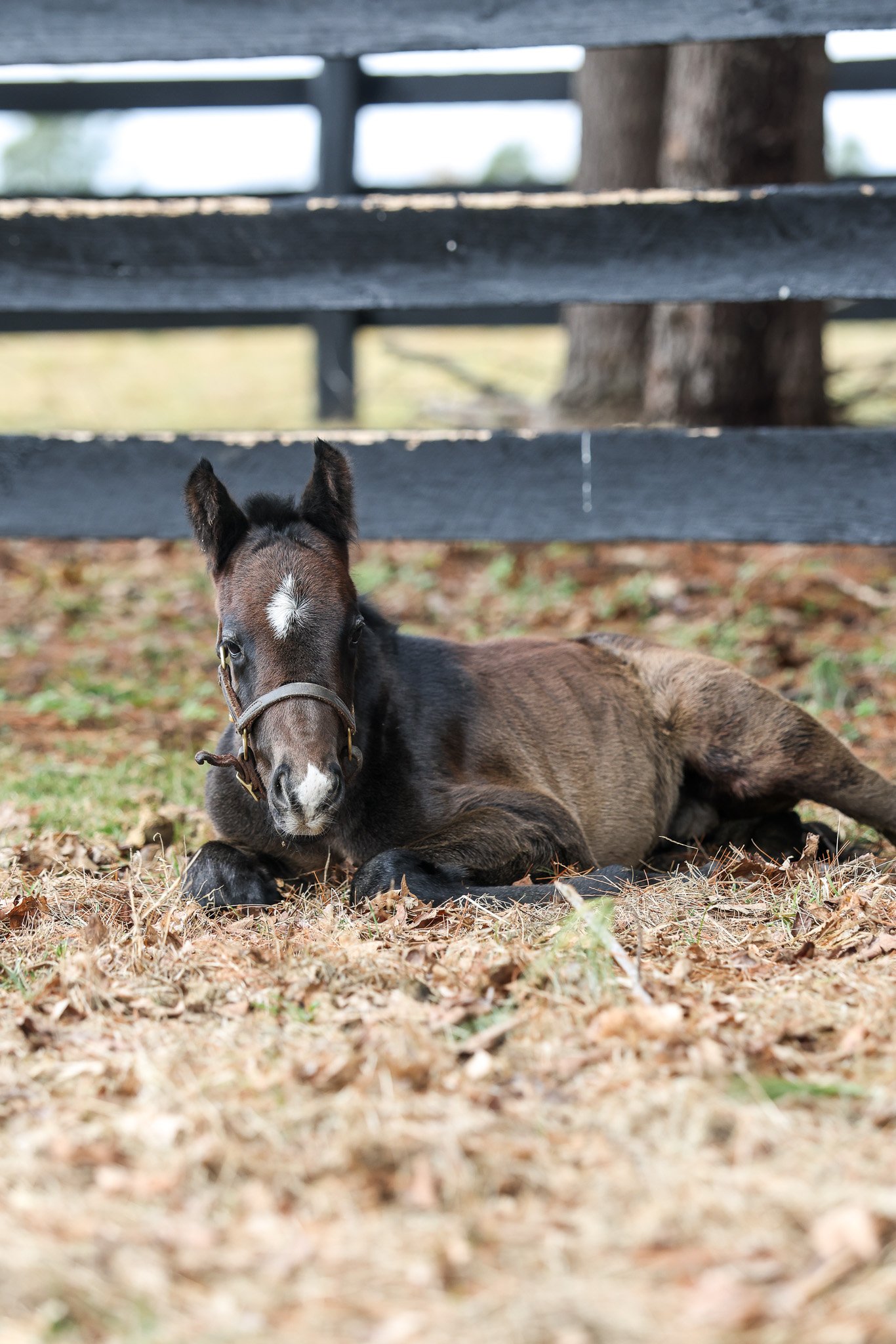 Seize the Grey / Ghost Queen