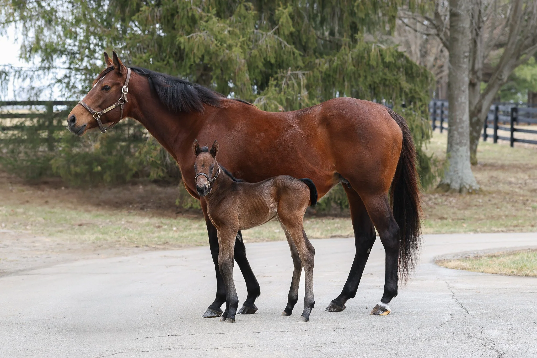 Nyquist / Russiarussiarussia