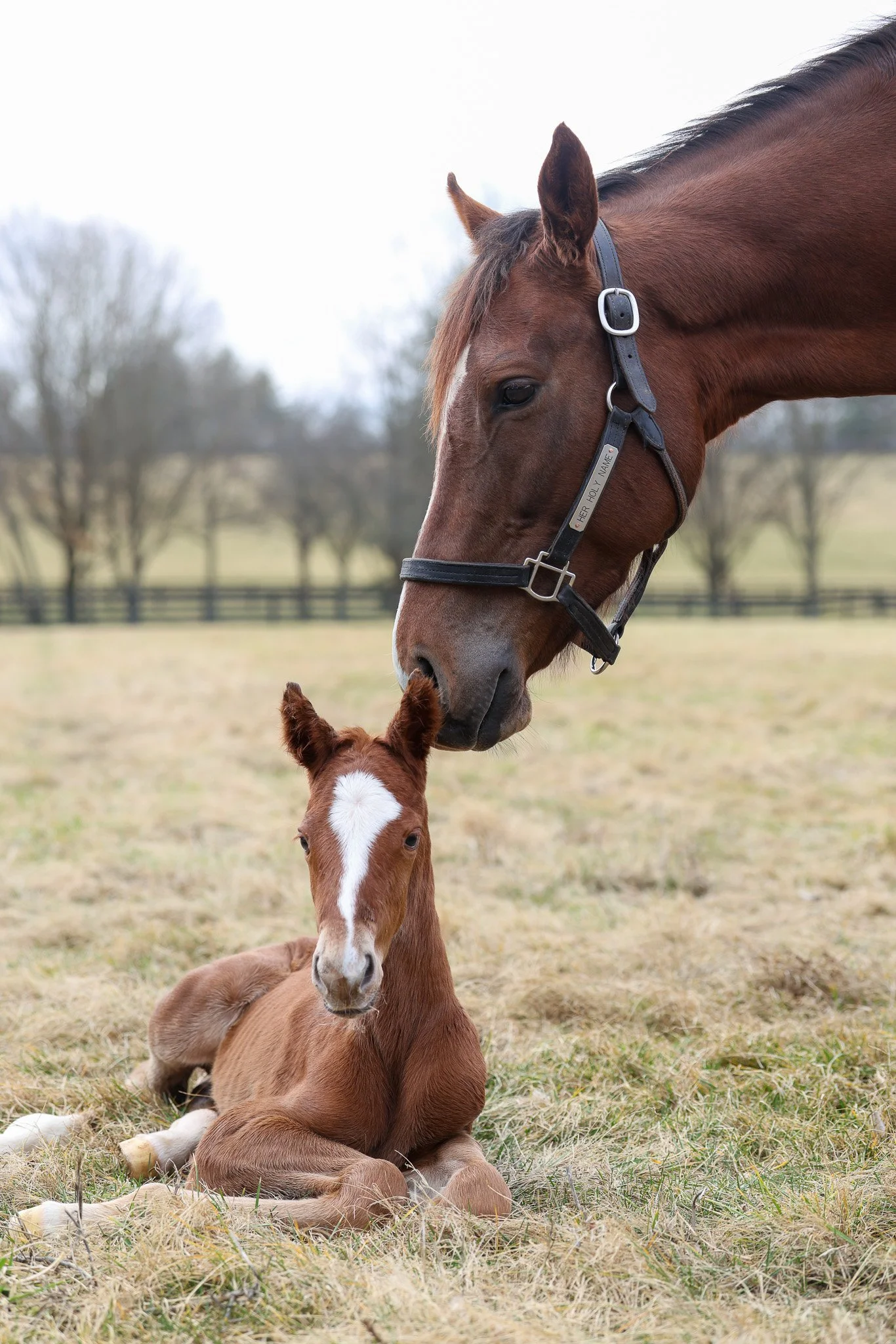 26 Her Holy Name PP 2.19.26  .3.jpg