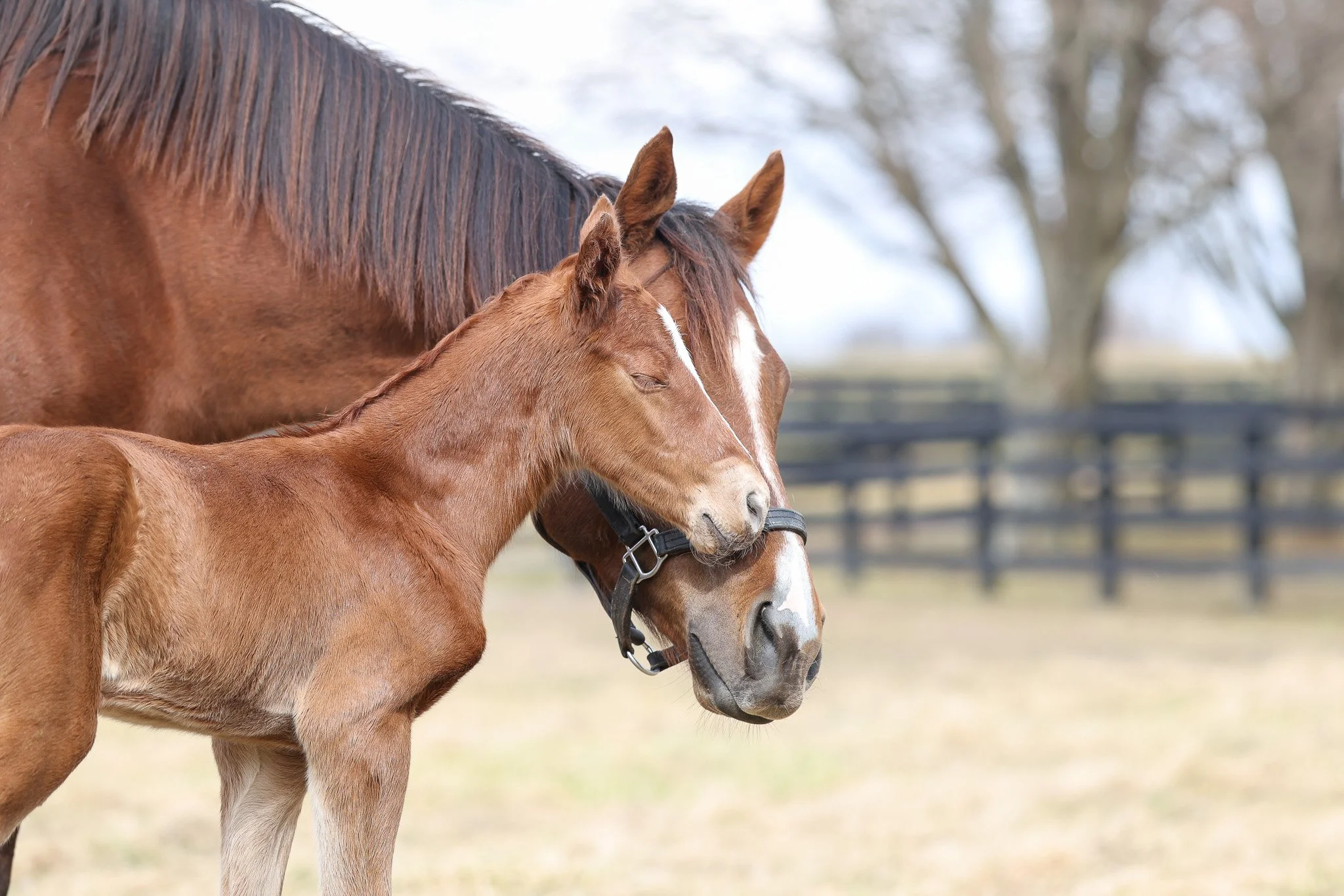 26 Her Holy Name PP 2.19.26  .6.jpg