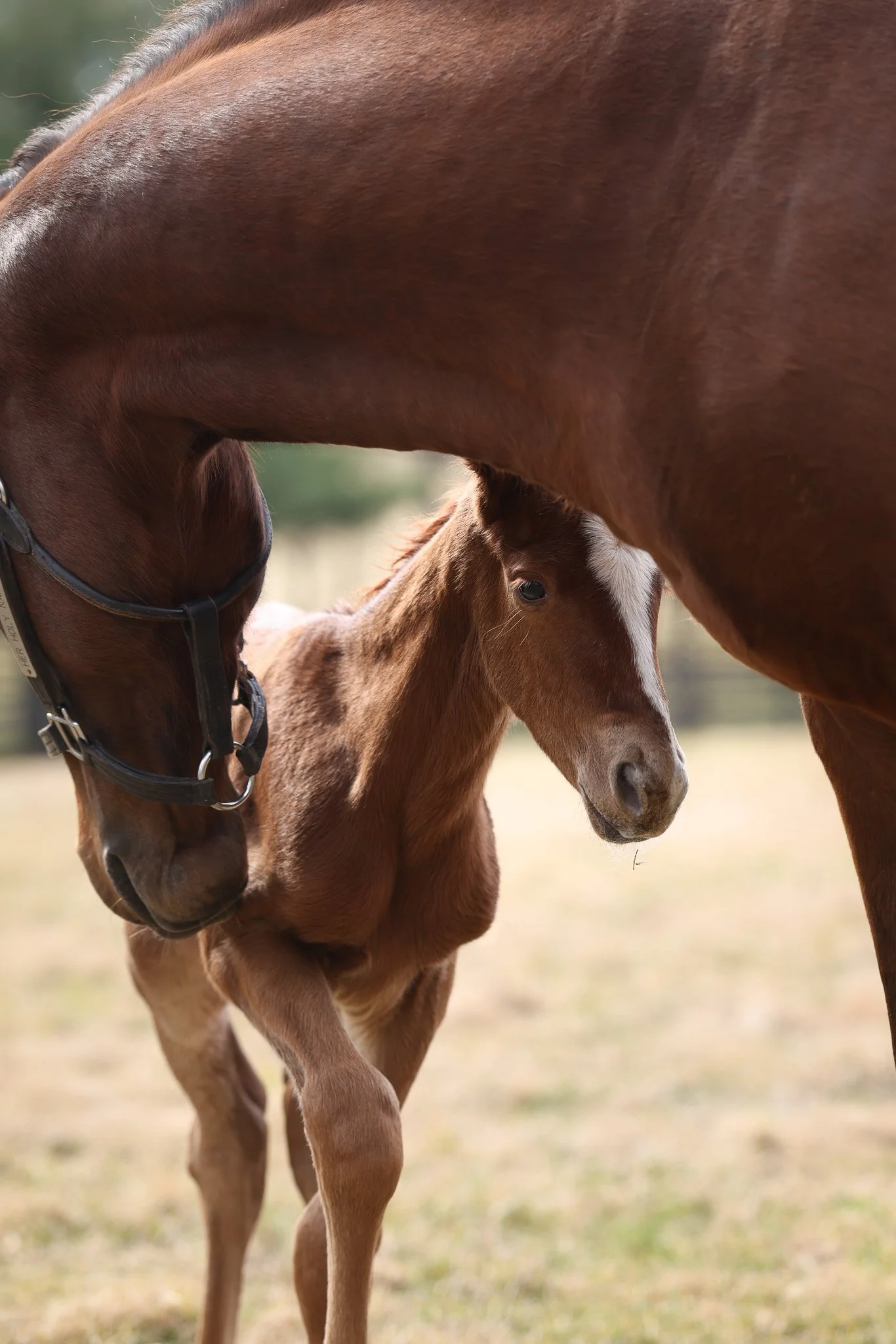 26 Her Holy Name PP 2.19.26  .8.jpg