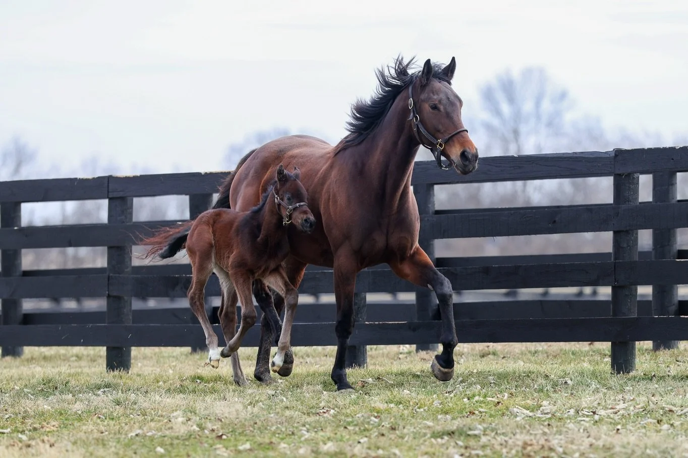 Foaling status report:
6 foals born 
4 colts
2 fillies 
19 more to go! 🤗