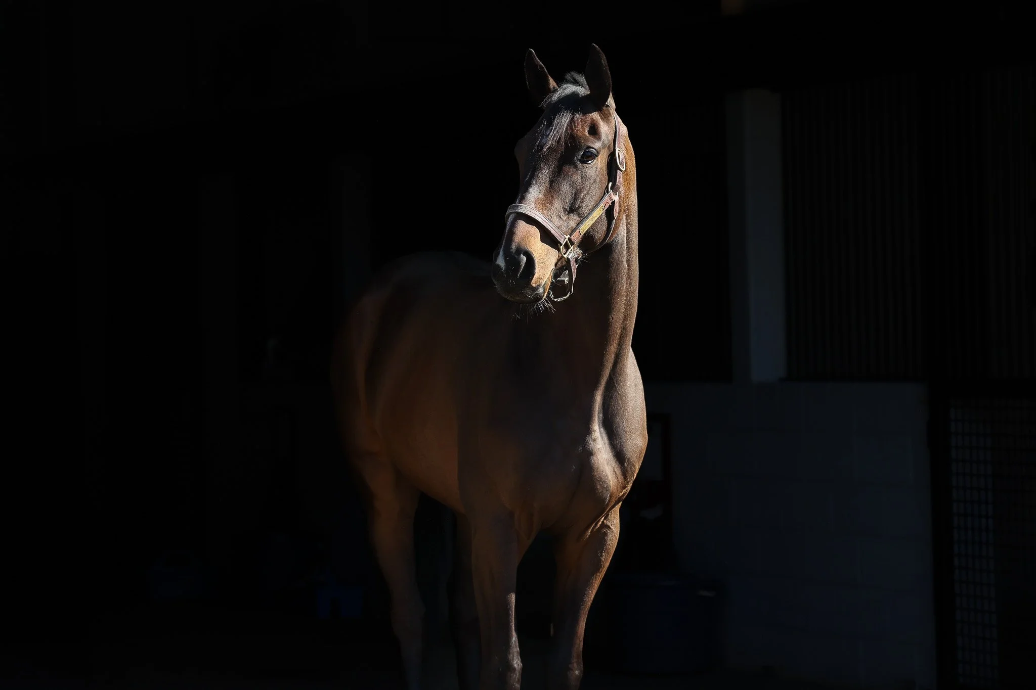 Basilea HS 2.27.26.jpg