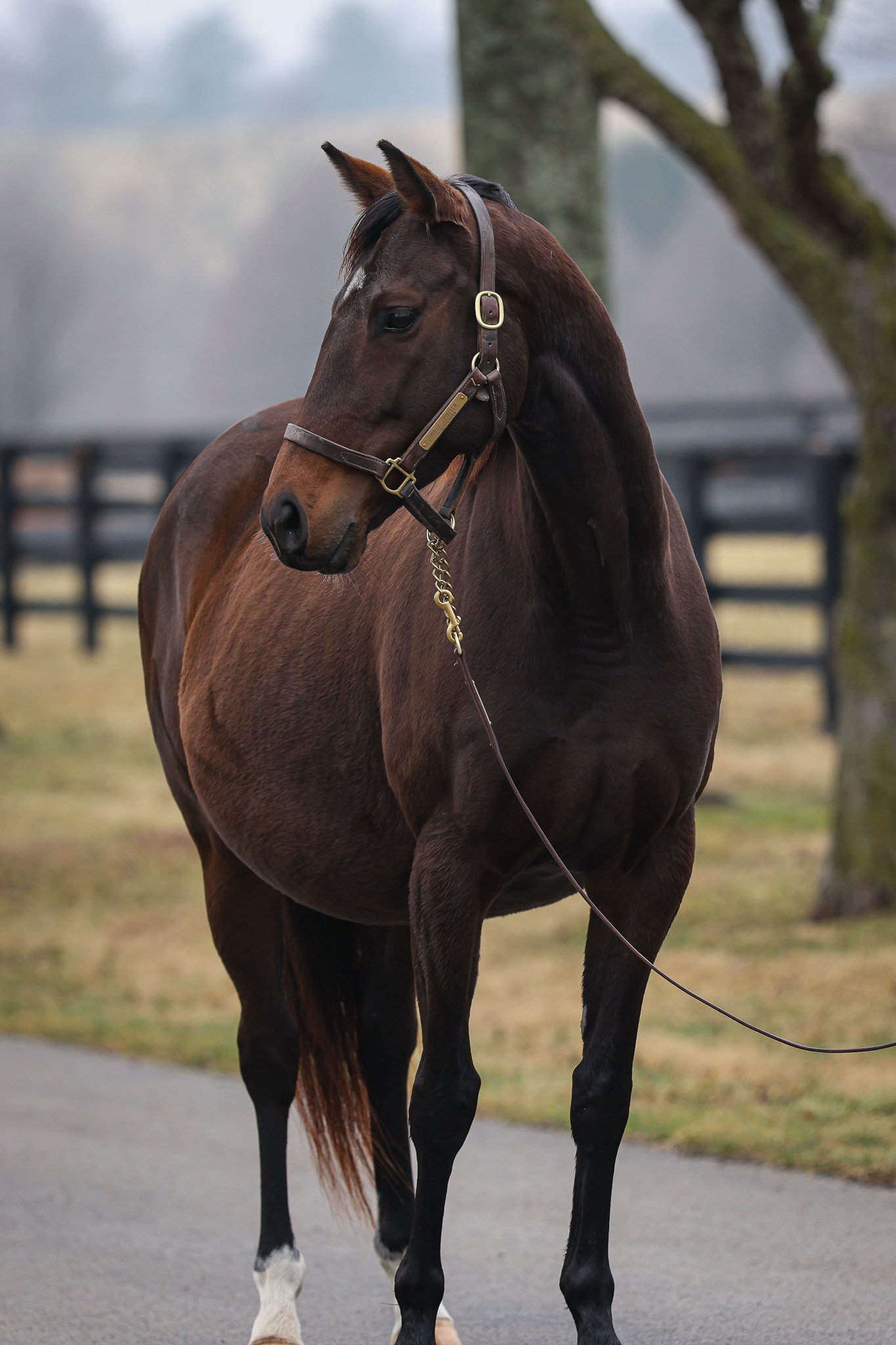 Bubba's Putter HS 2.16.26. 2.jpg