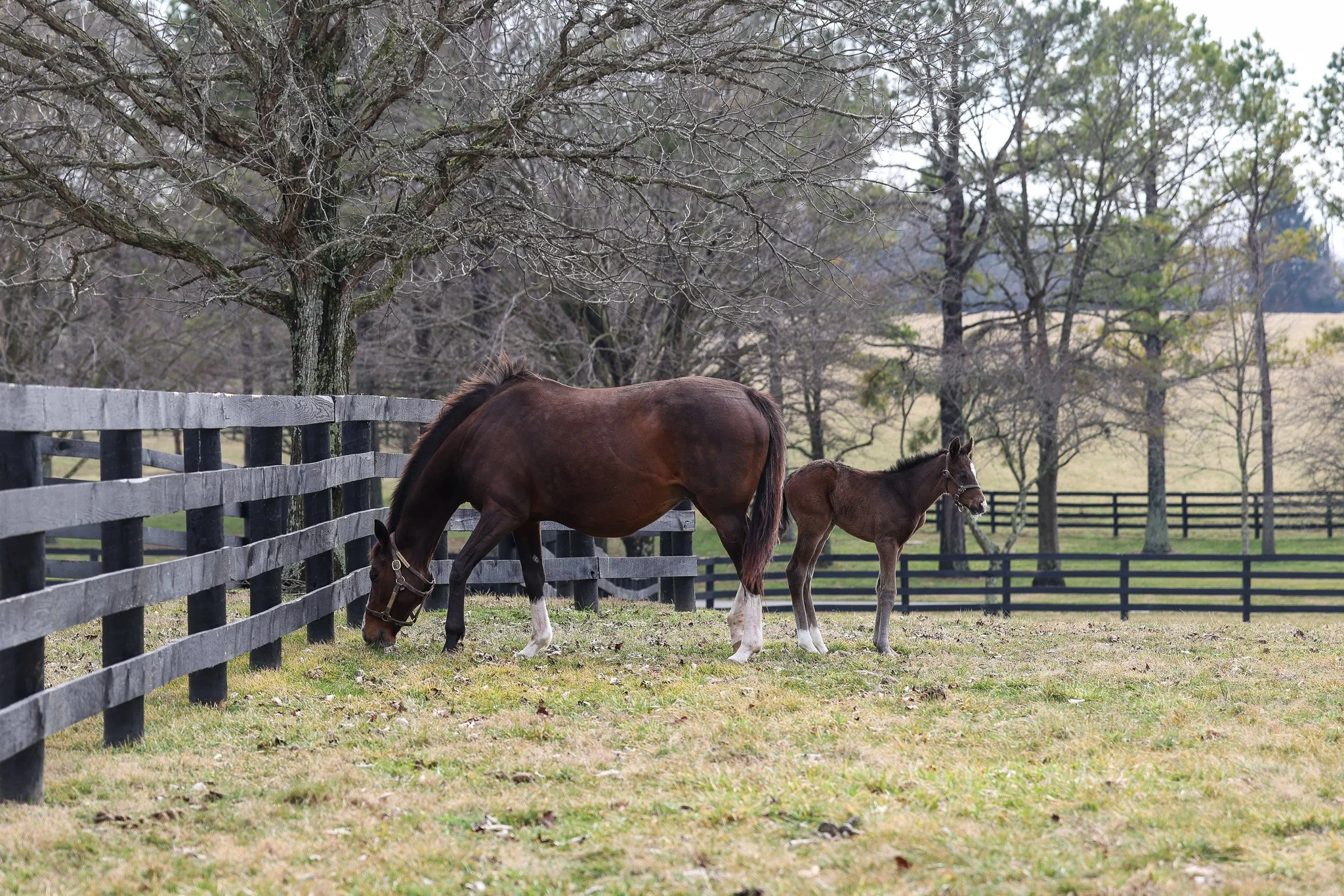 26 Purely Priceless PP 3.3.26  .2.jpg