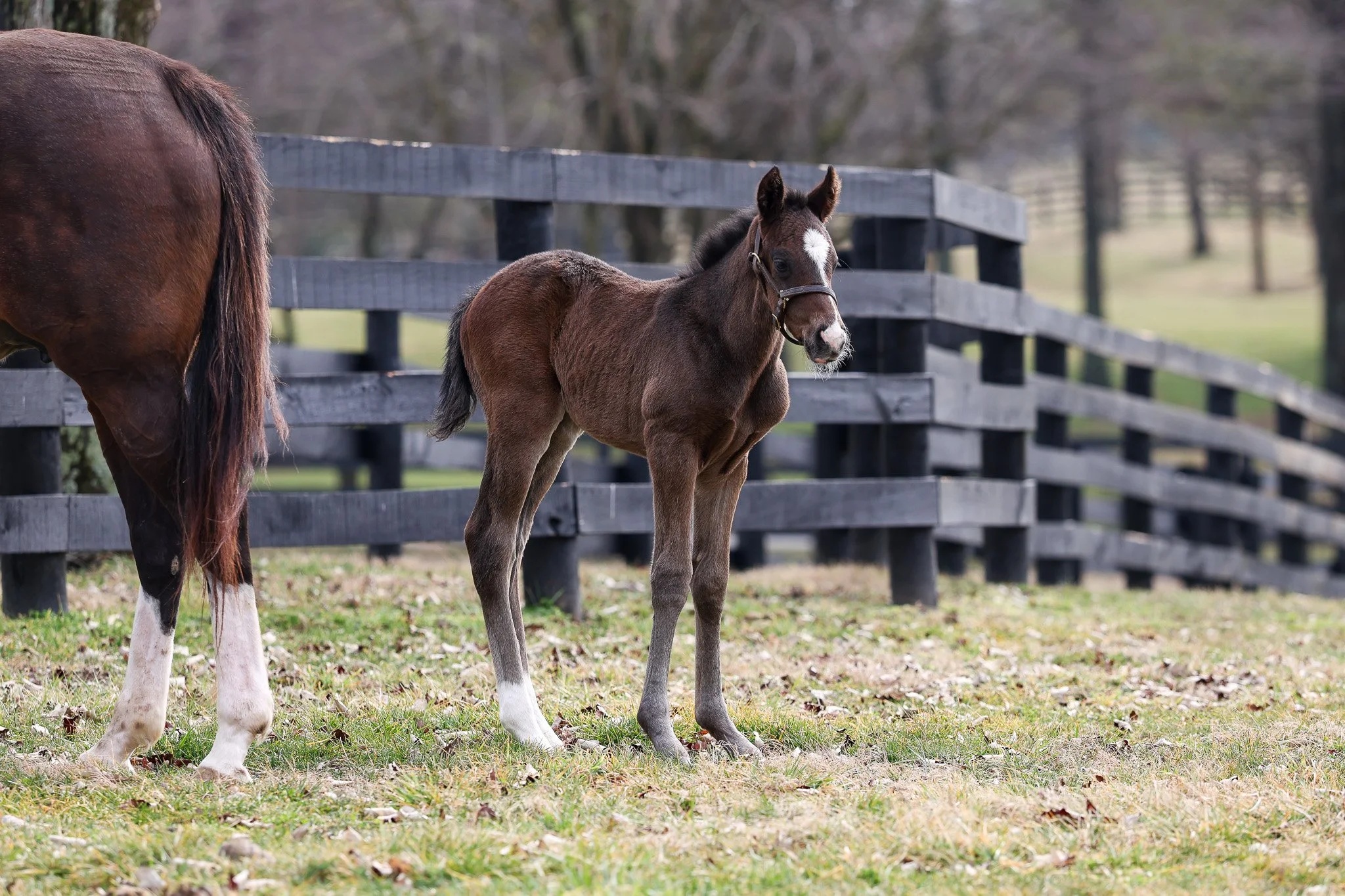 26 Purely Priceless PP 3.3.26  .3.jpg