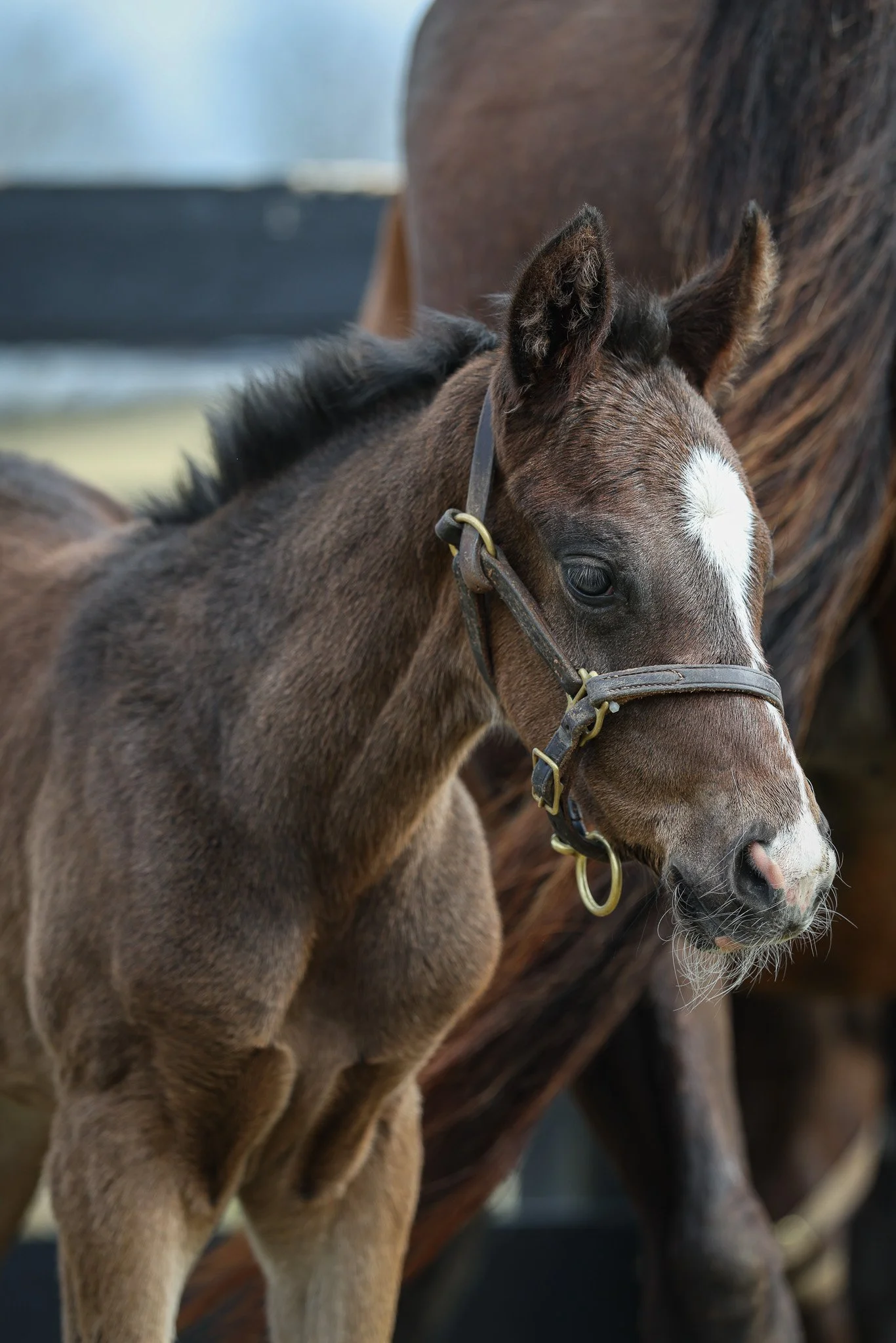 26 Purely Priceless PP 3.3.26  .jpg