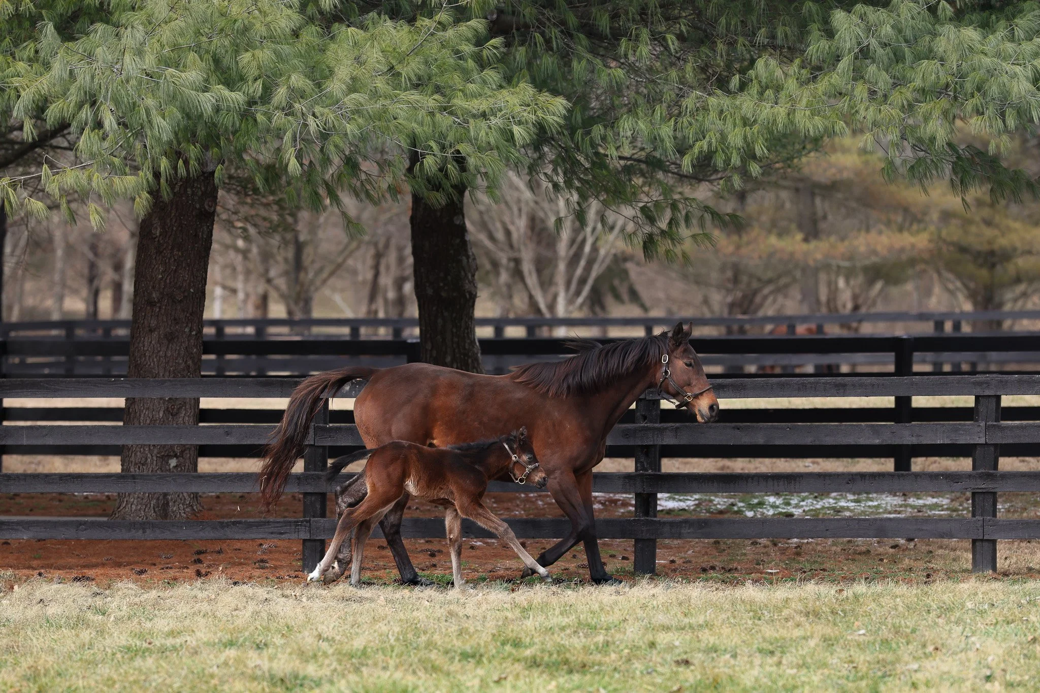 26 SMokie Eyes PP 2.24.26  .jpg