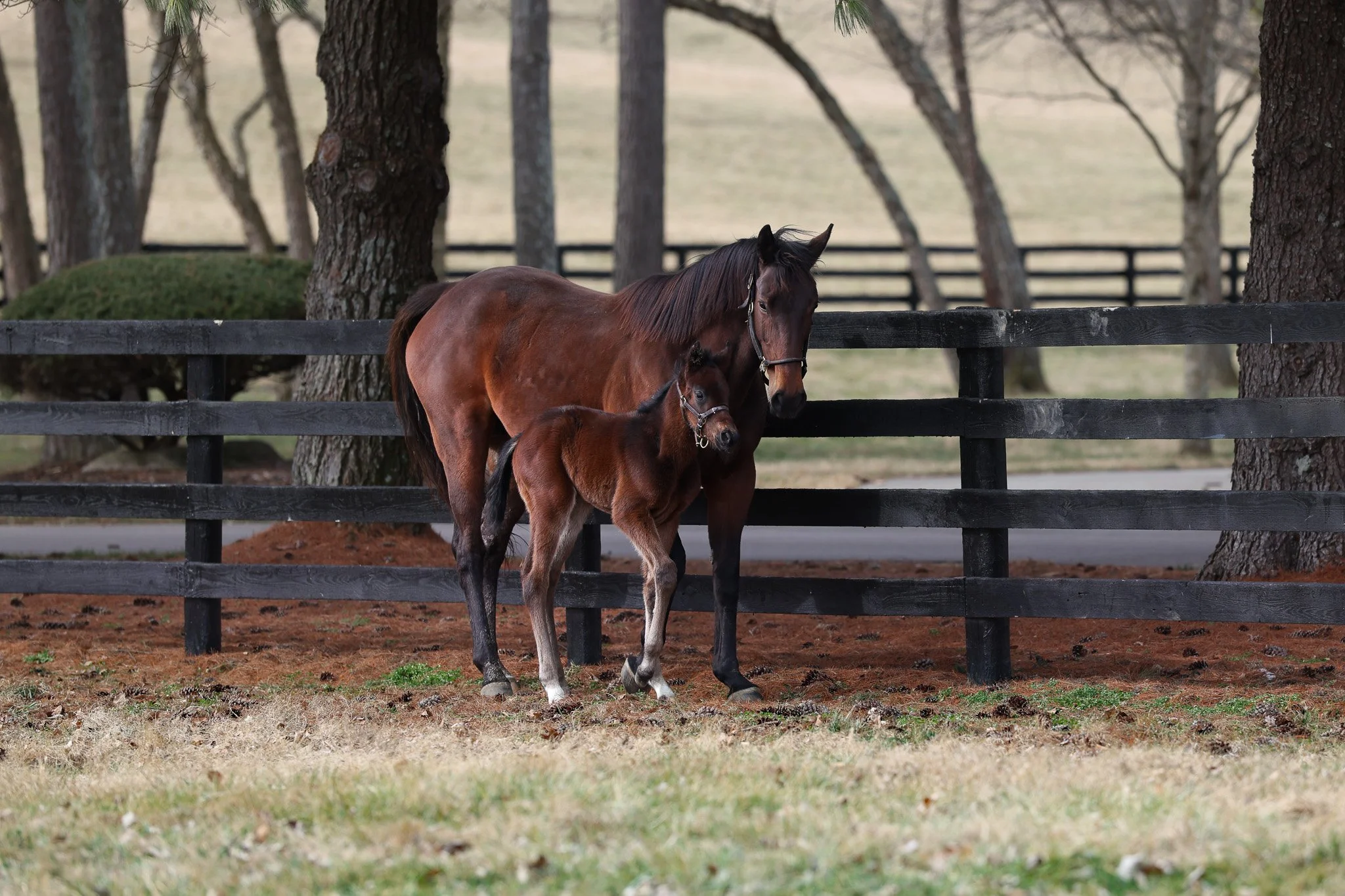 26 SMokie Eyes PP 2.24.26  3.jpg