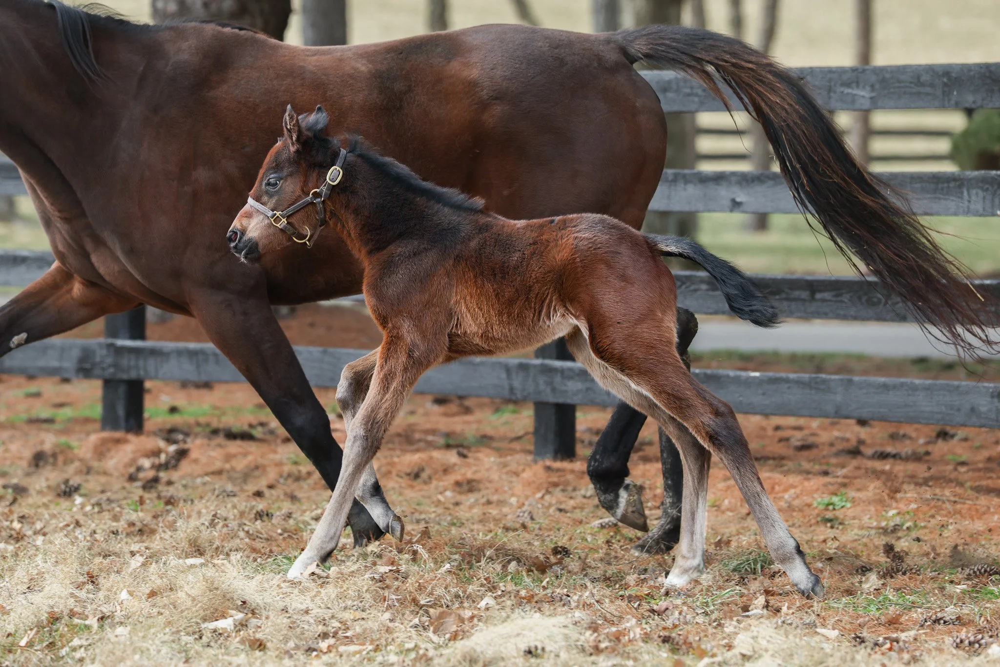 26 SMokie Eyes PP 2.24.26  4.jpg