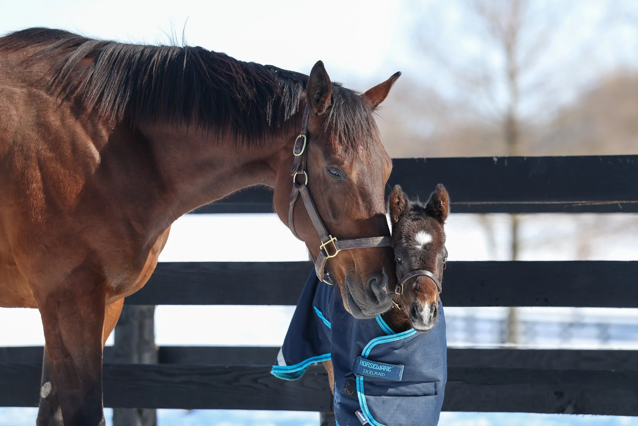 26 Forbidden Nectar PP 2.9.26  .2.jpg