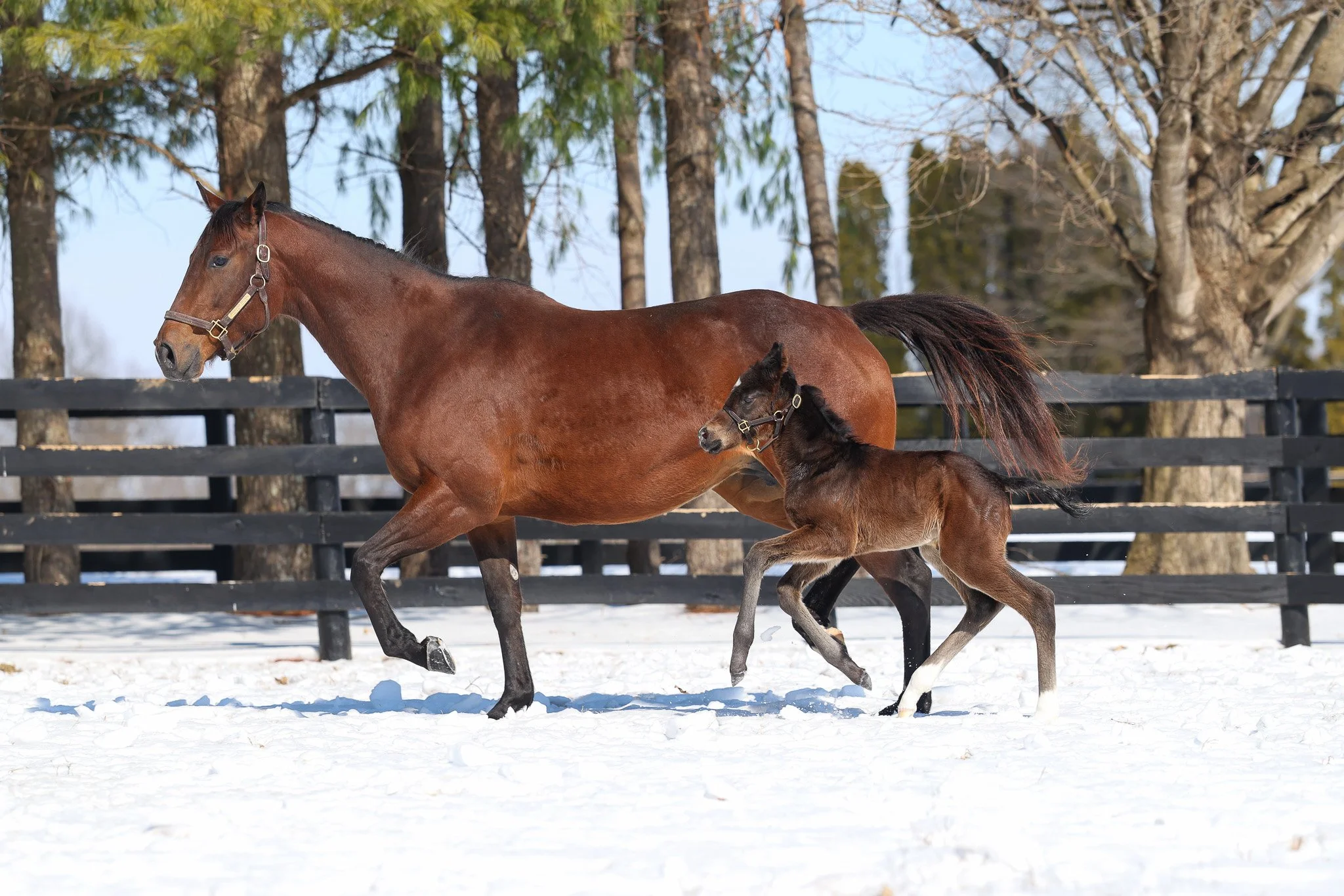 26 Forbidden Nectar PP 2.9.26  .5.jpg