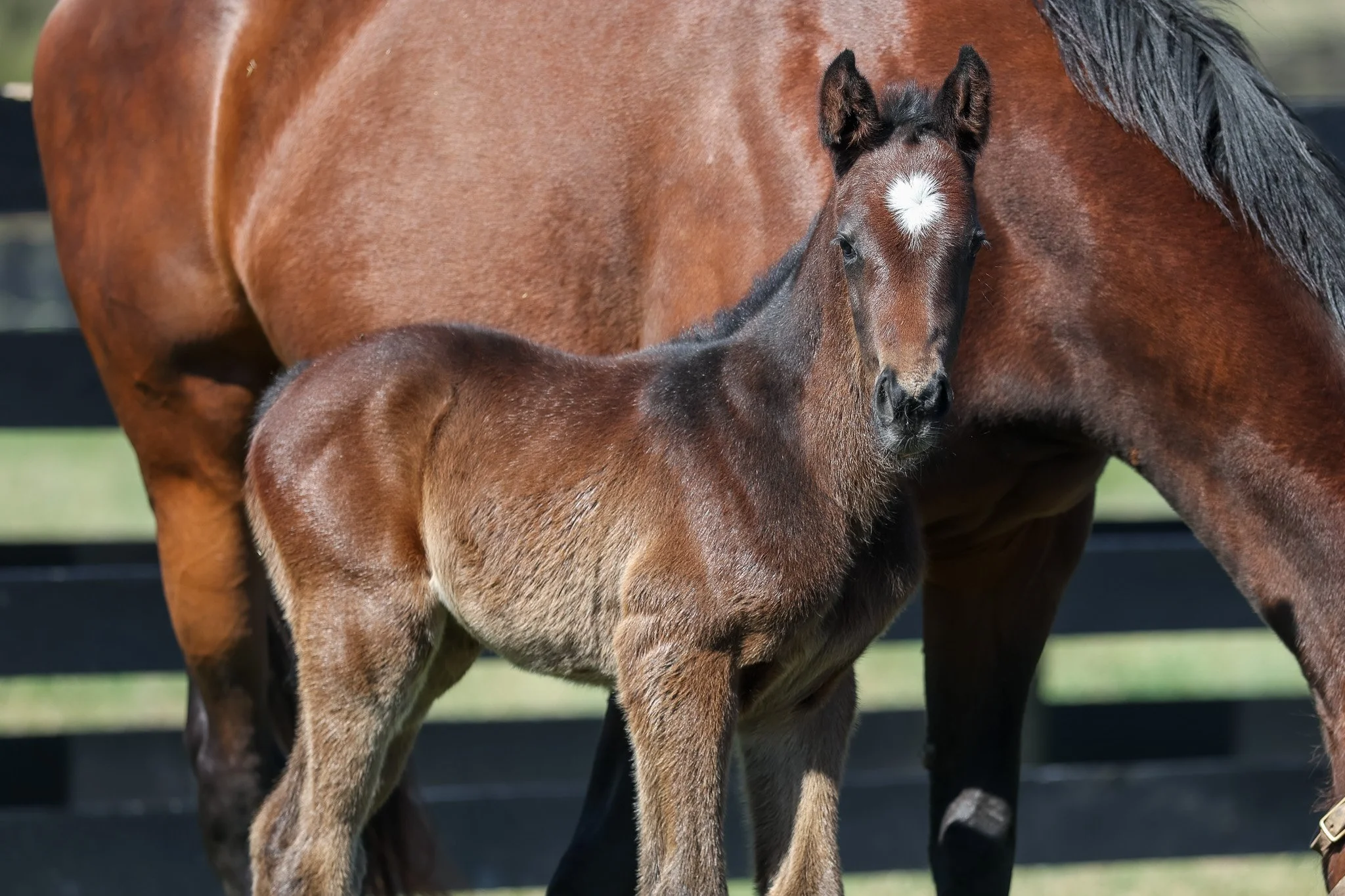 26 Quick ROmance PP 3.9.26. 3.jpg