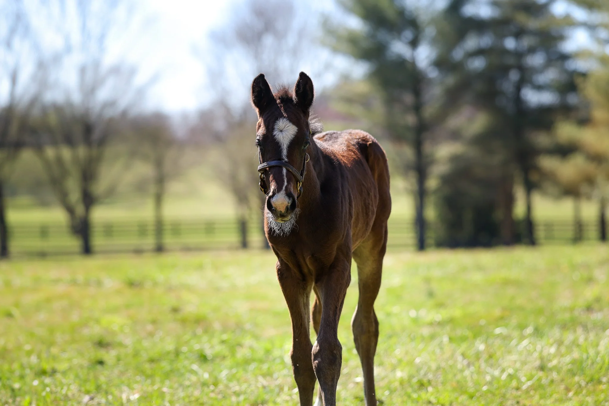 26 Purely Priceless PP 3.9.26  .jpg