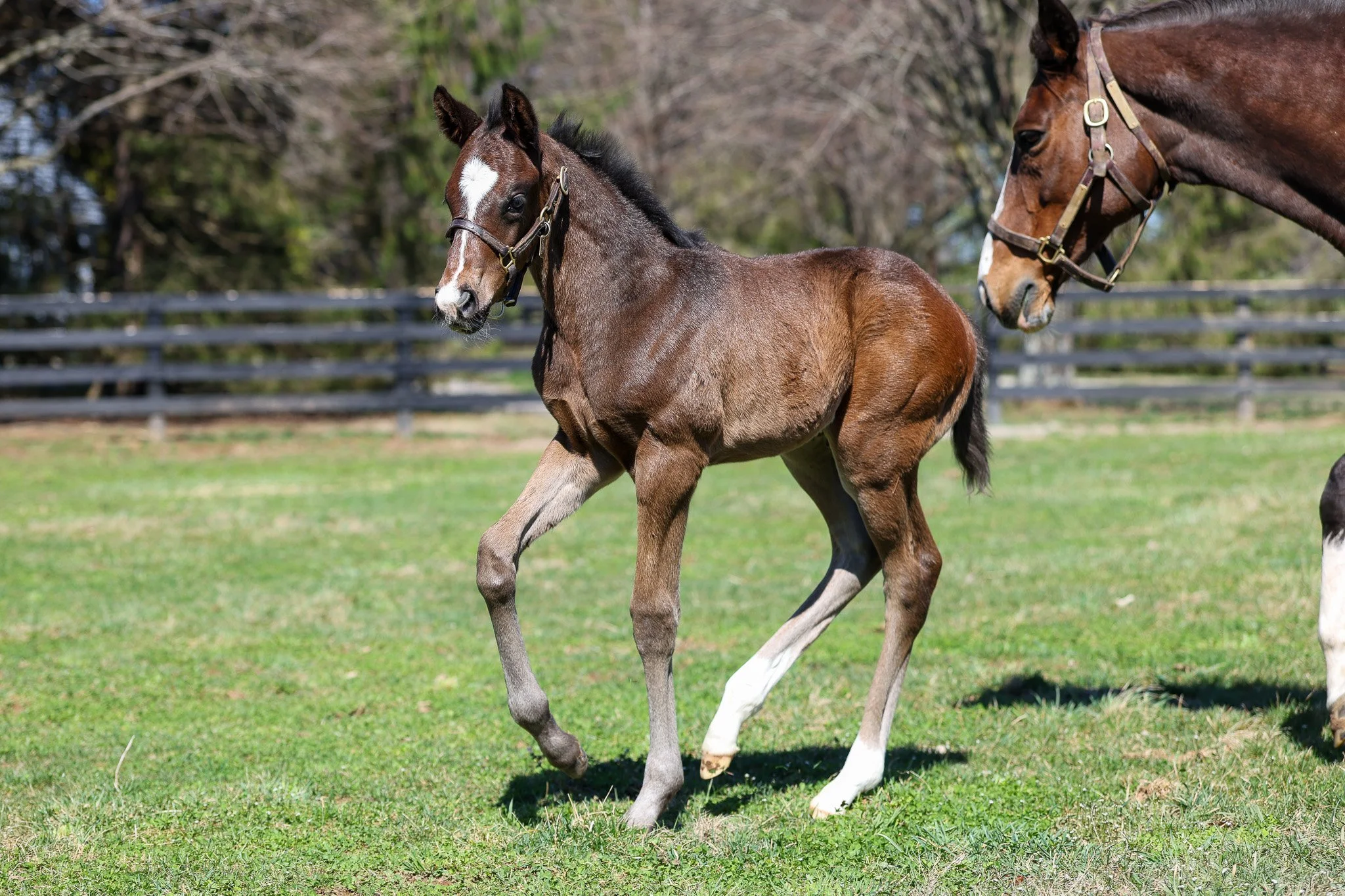 26 Purely Priceless PP 3.9.26  3.jpg