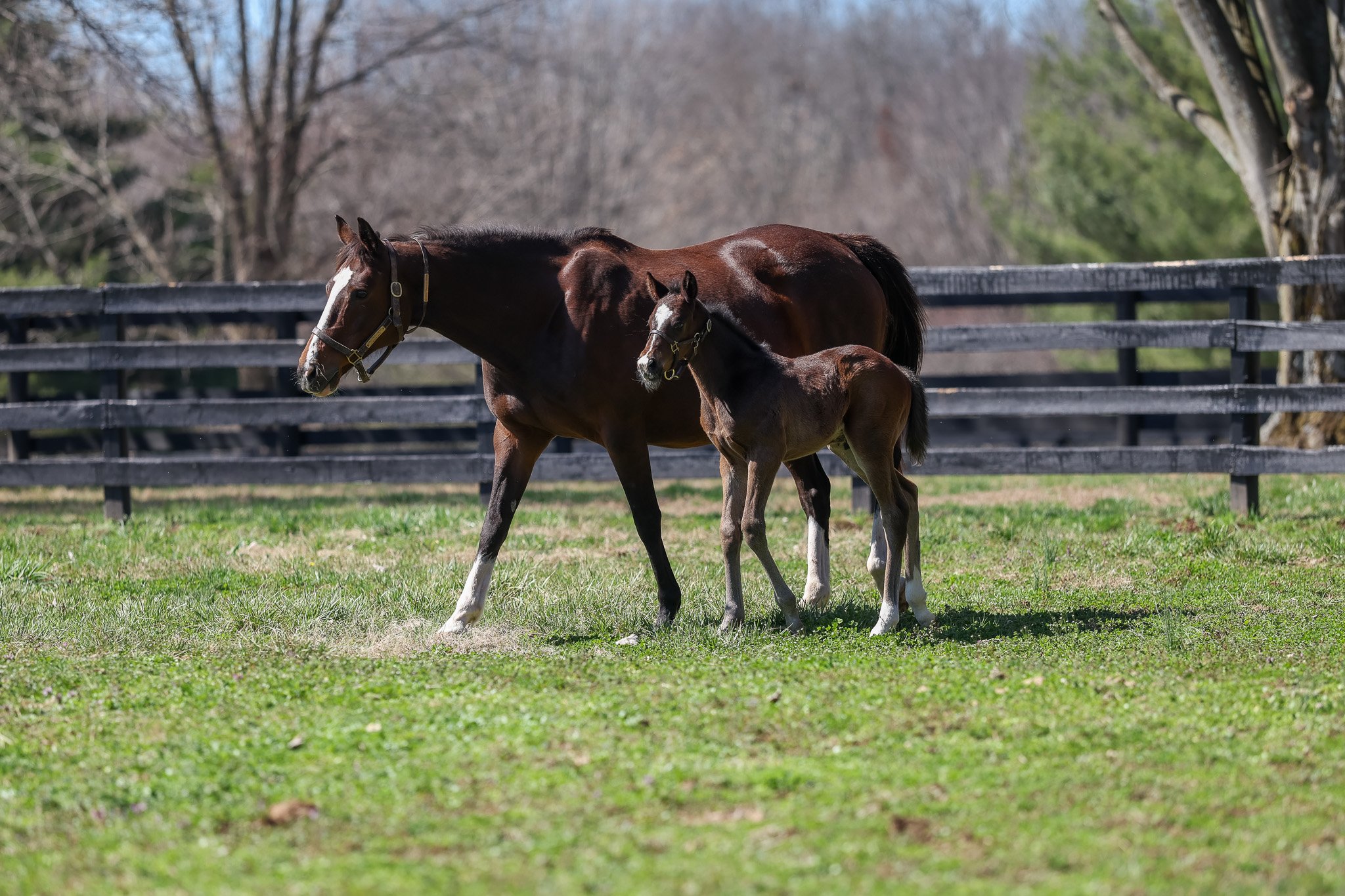 26 Purely Priceless PP 3.9.26  4.jpg