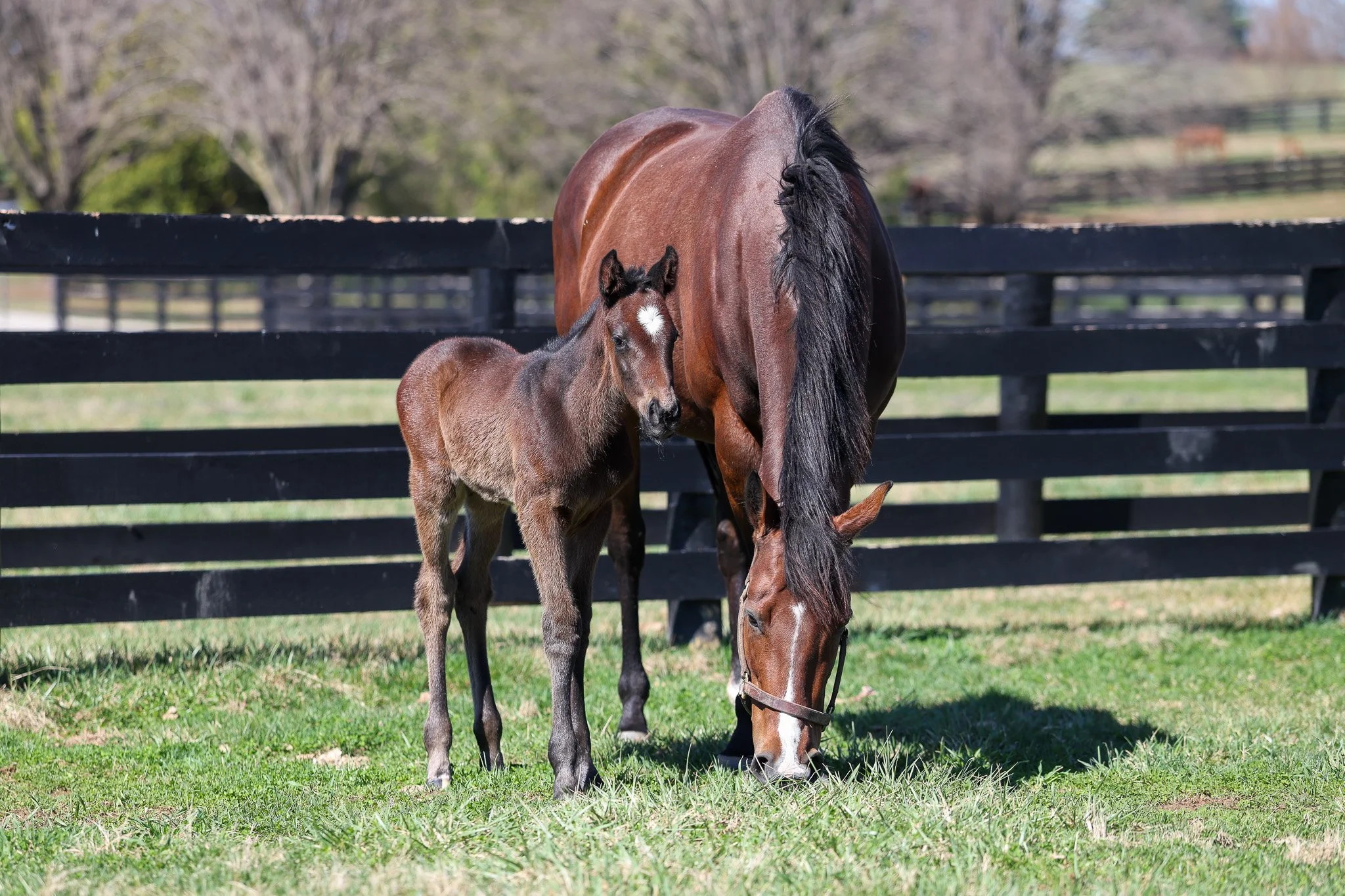 Quick Romance and her 2026 filly 