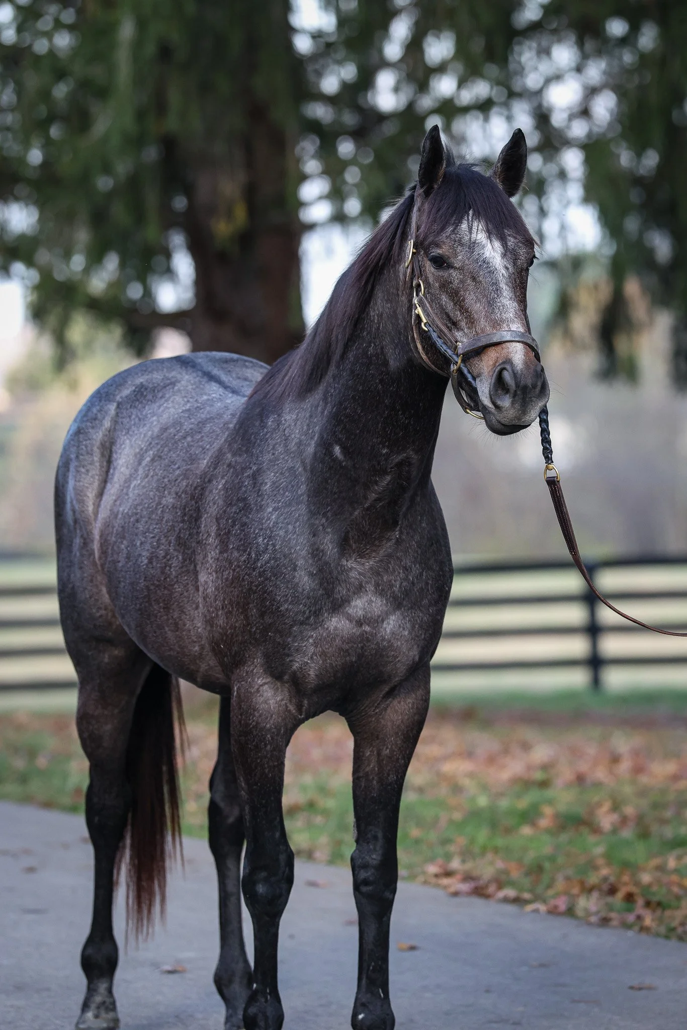 Sea Ice HS 11.14.25. 2.jpg