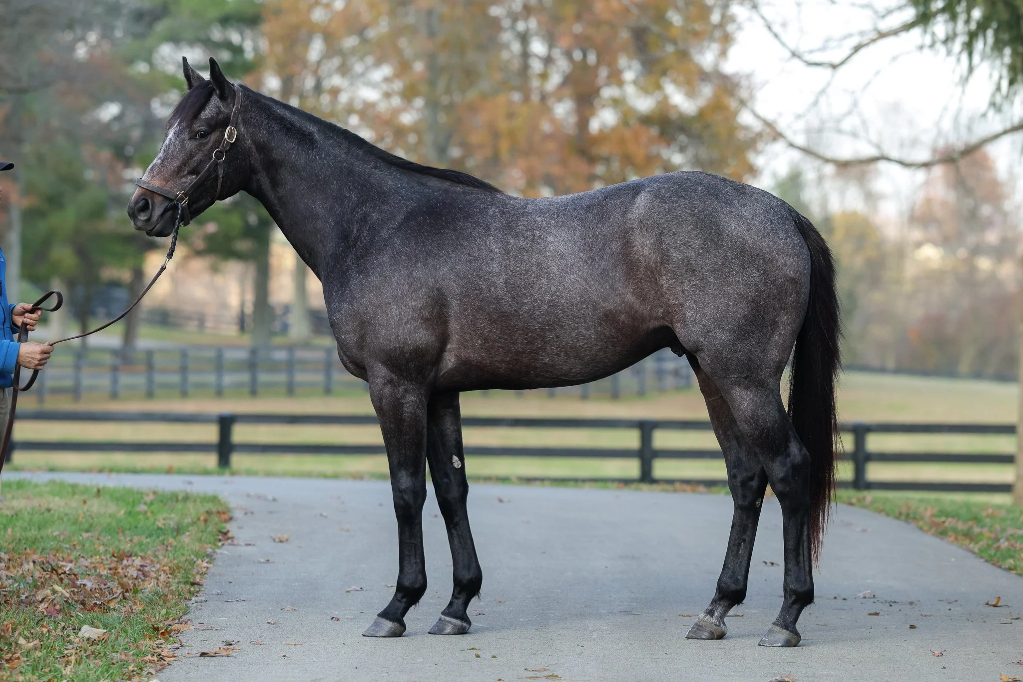 Sea Ice 11.14.25.jpg