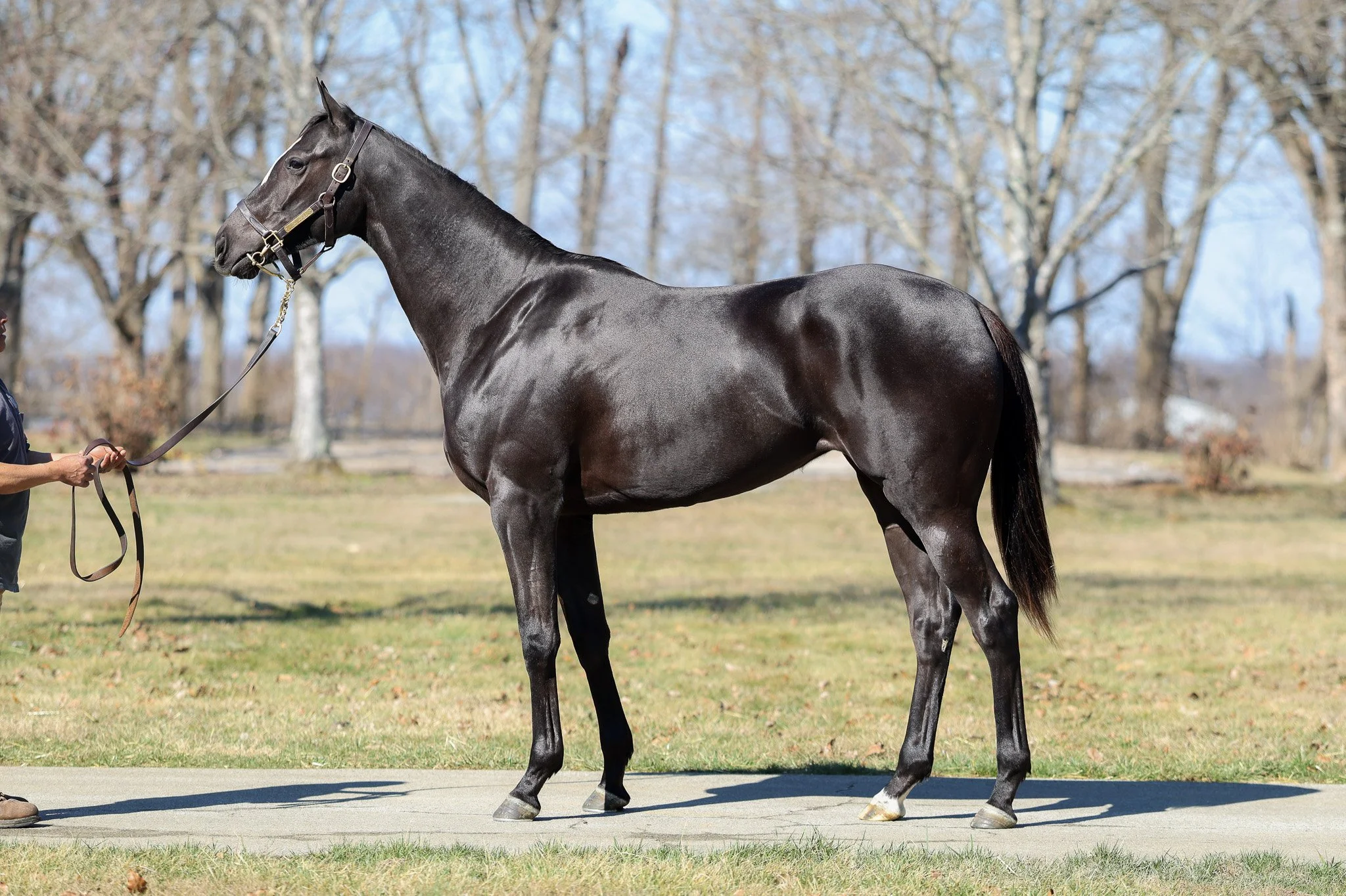 Kitasan Black (JPN) / Photo Call (IRE)
